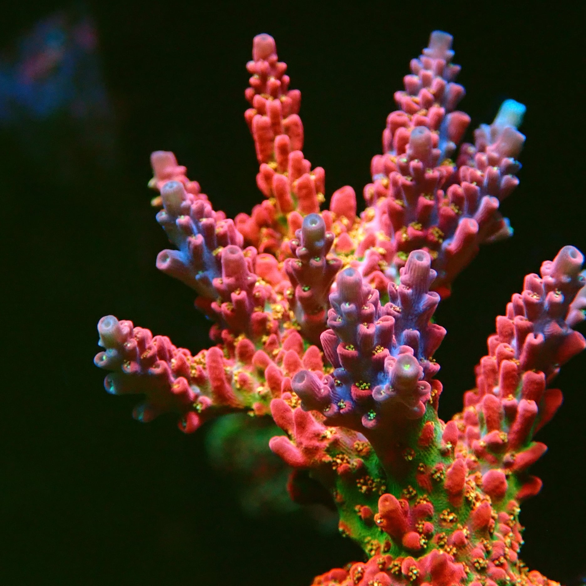 Acropora Coral For Sale