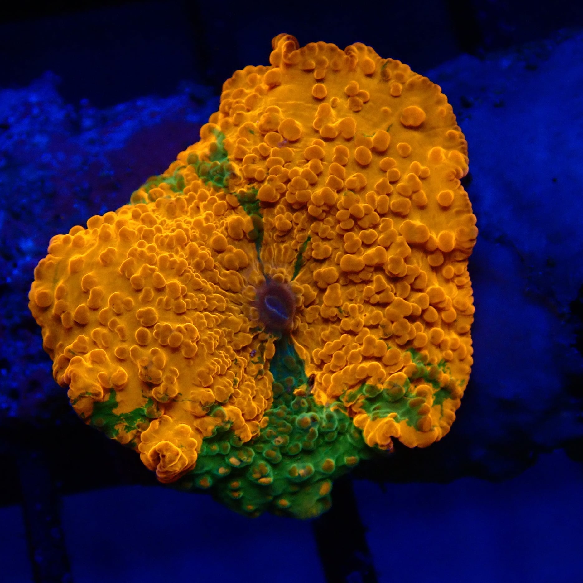 Mushroom Corals For Sale Krakking Korals
