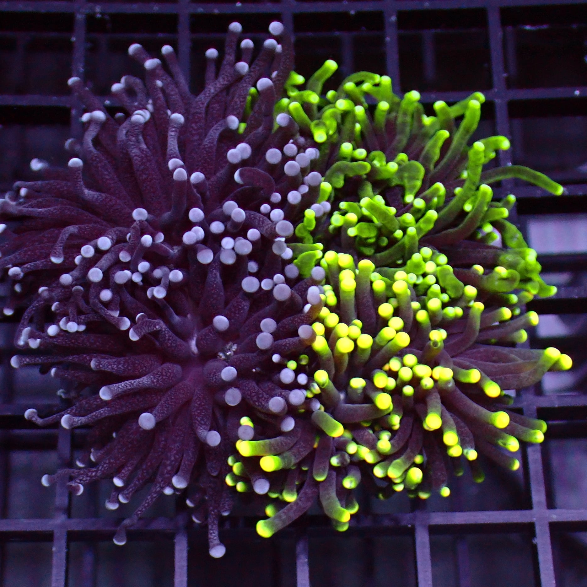 Torch Corals For Sale Krakking Korals