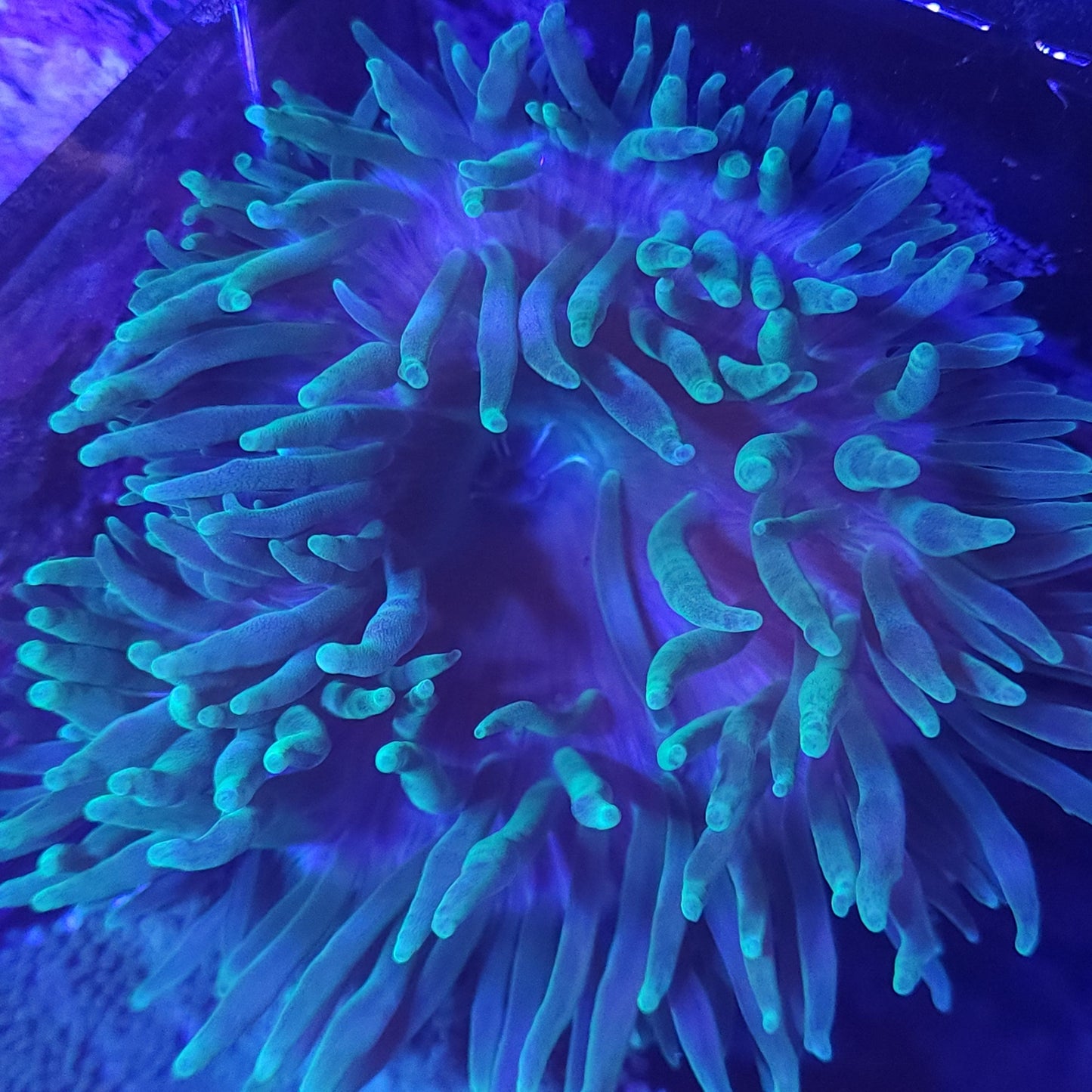Green Bubble Tip Anemone