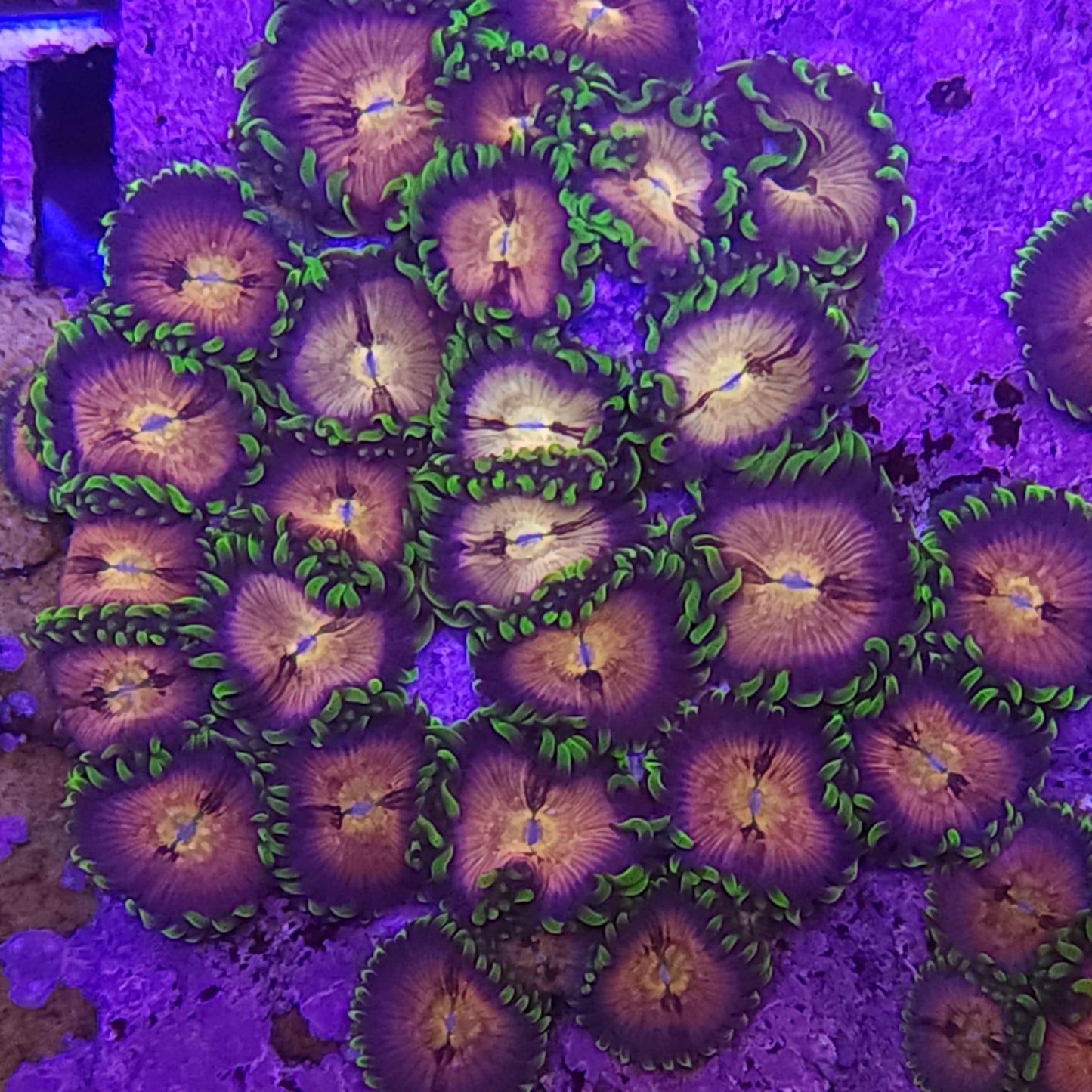 Nirvana Zoanthid Frag