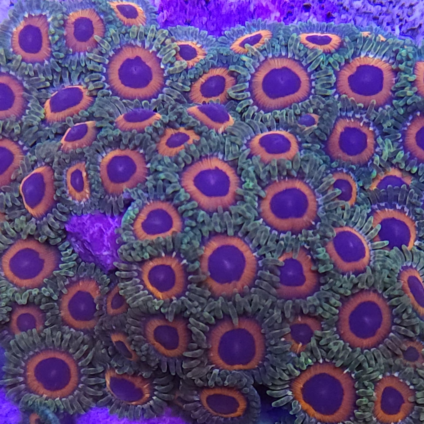 Watermelon Zoanthid Frag