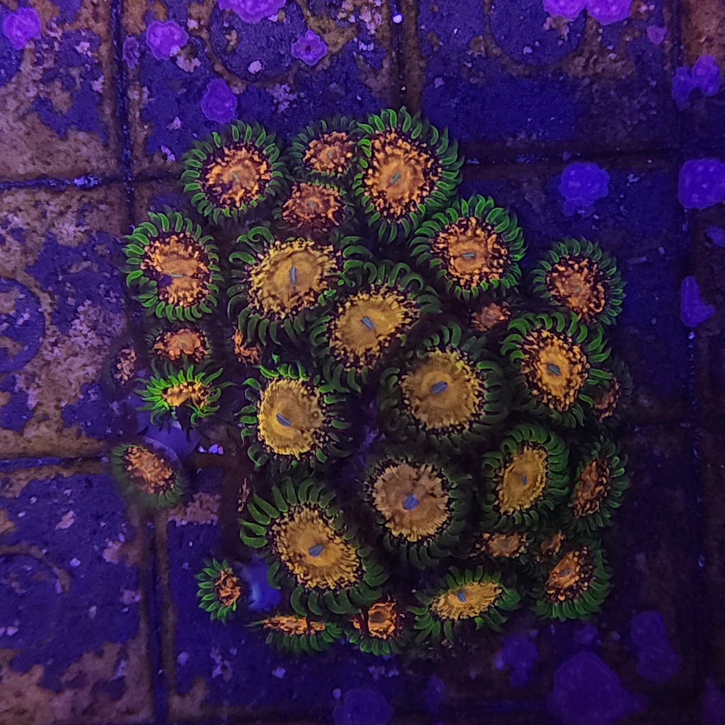 Texas Grim Reaper Zoanthid Frag