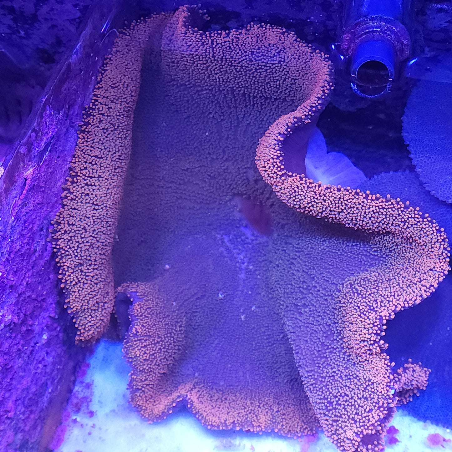 WYSIWYG Red / Pink Carpet Anemone