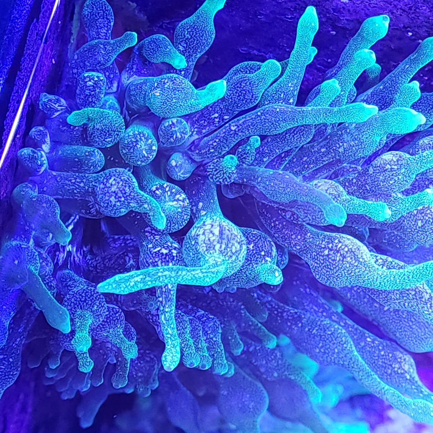 Speckled Green Bubble Tip Anemone