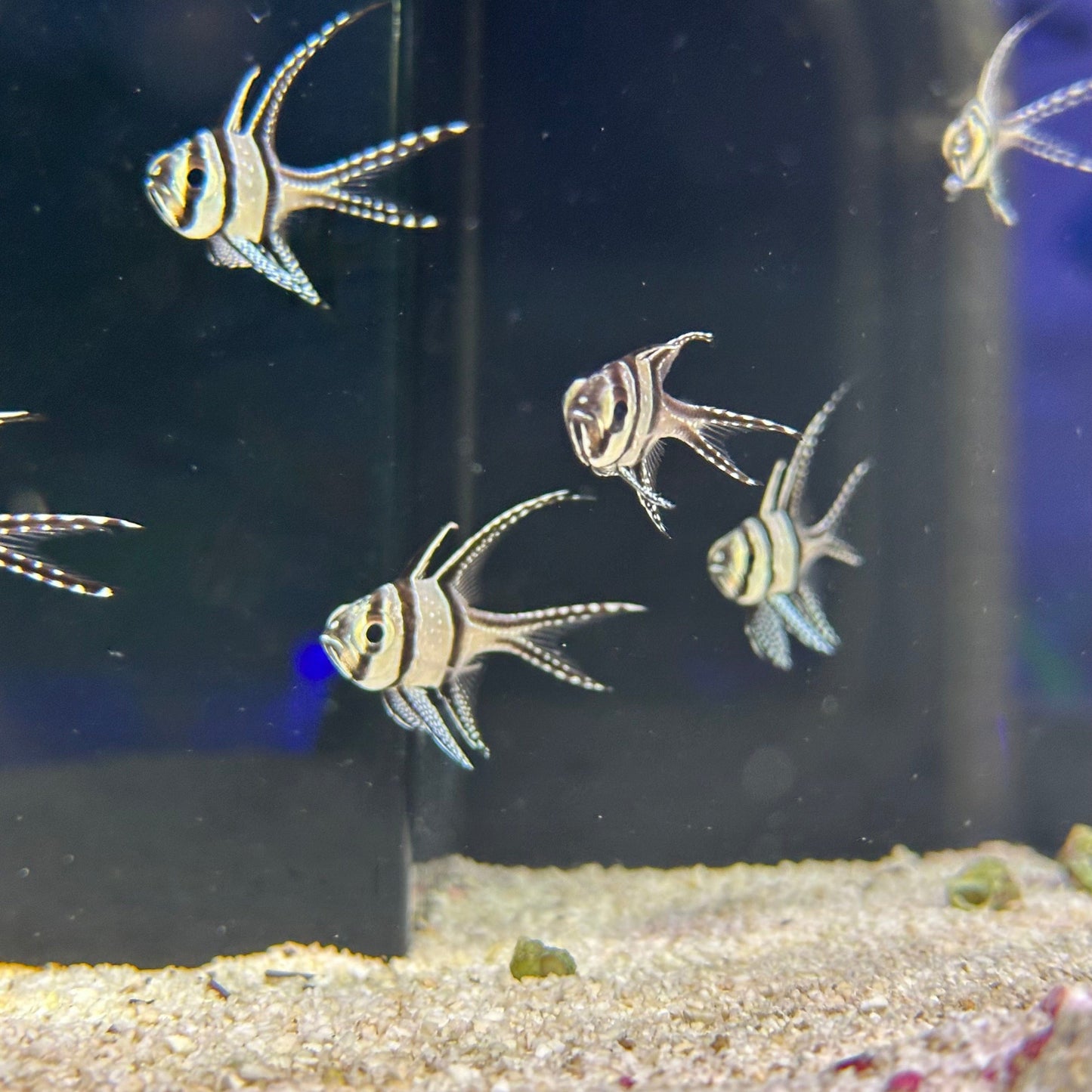 Bangaii Cardinals (pickup only)