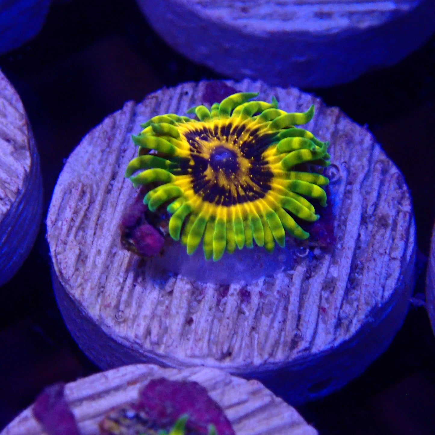 Adonis Zoanthid Frag
