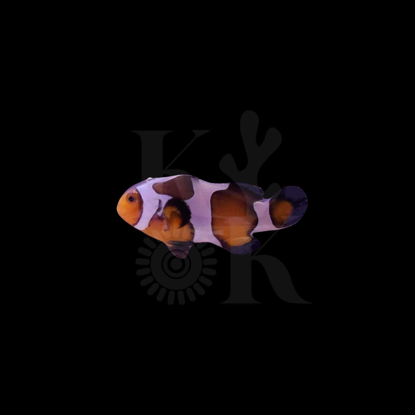 B Grade Davinci Clownfish