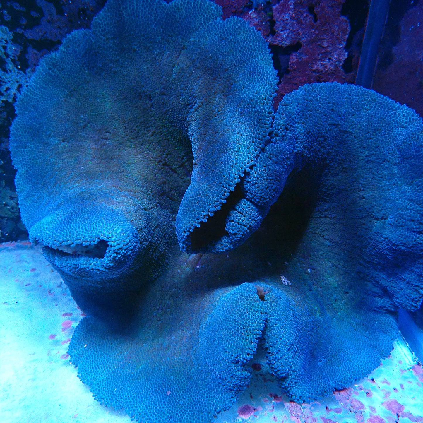 WYSIWYG Blue Carpet Anemone
