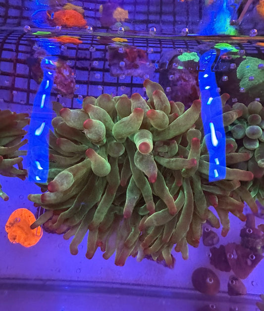 Green Bubble Tip Anemone Large