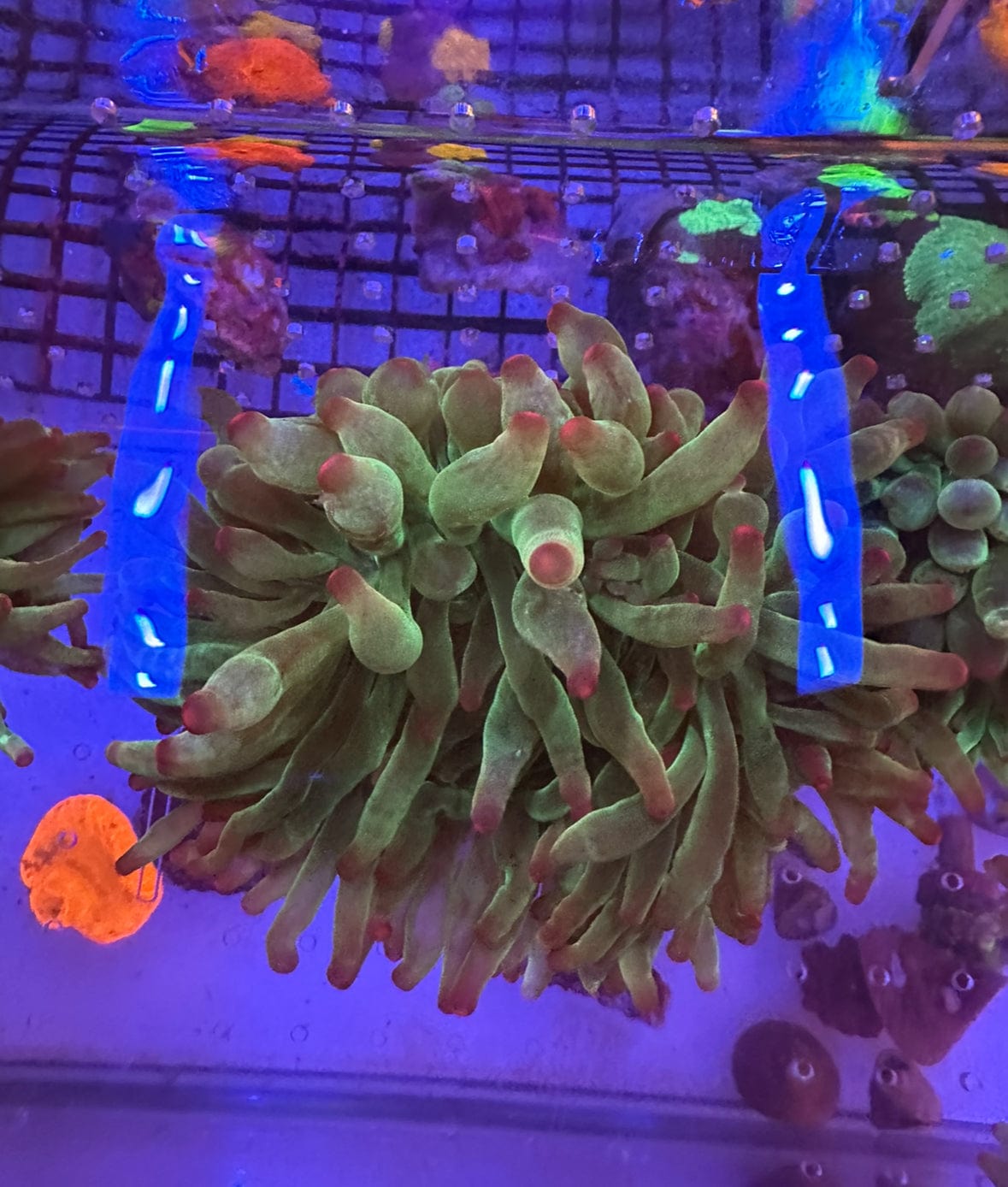 Green Bubble Tip Anemone Large