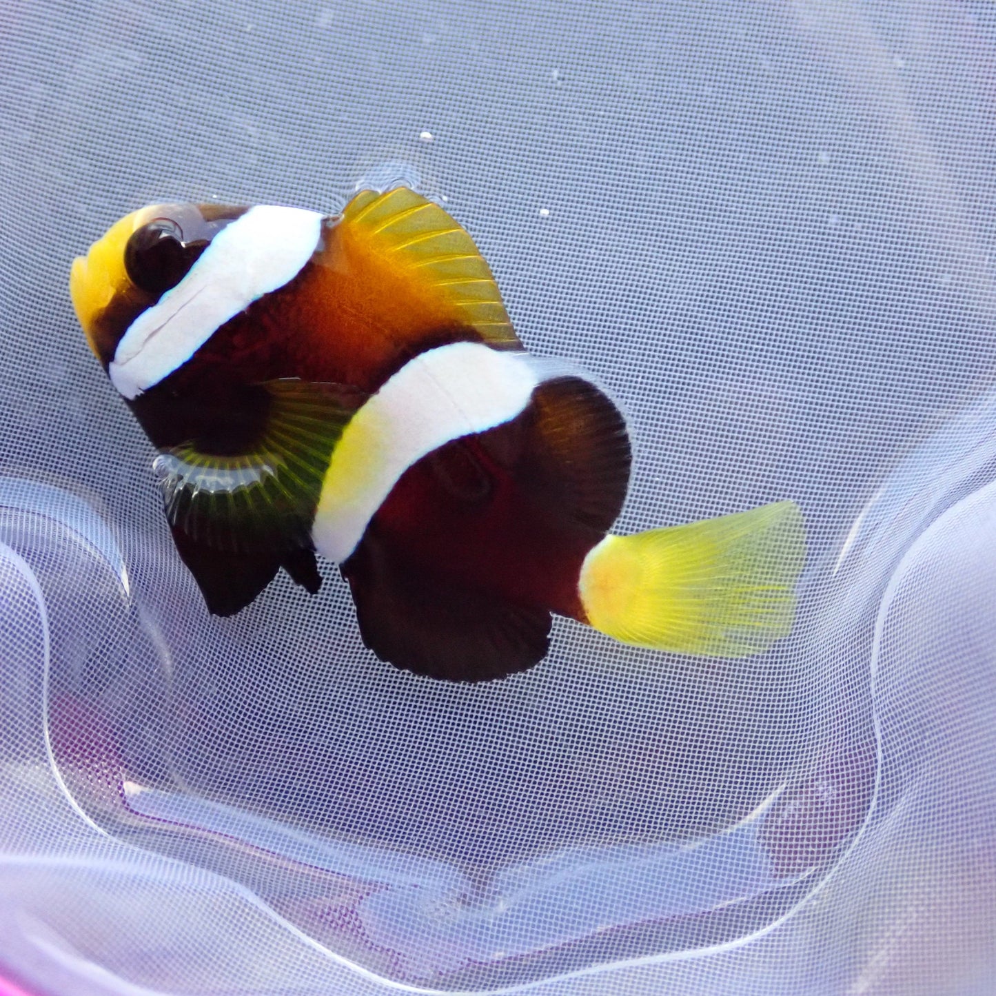 Clarkii Clownfish