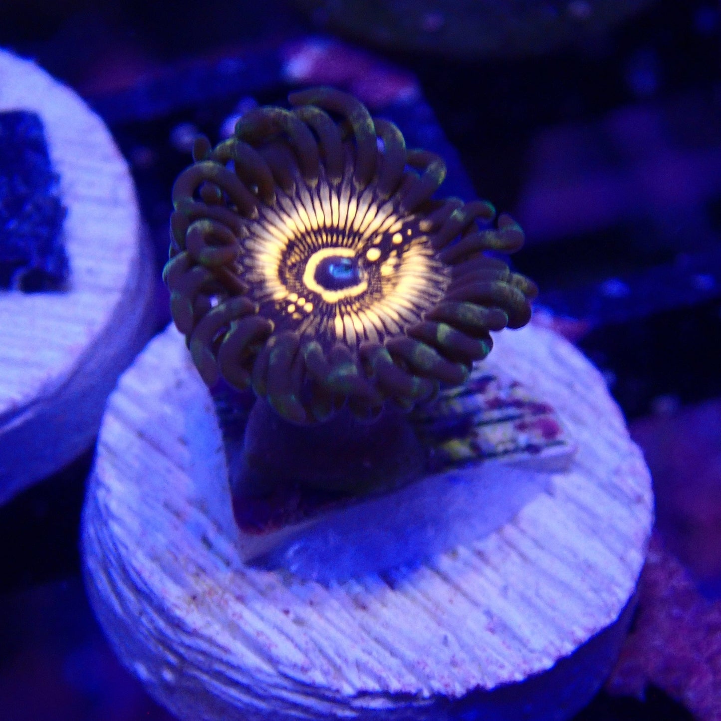 Dragon Slayer Zoanthid Frag