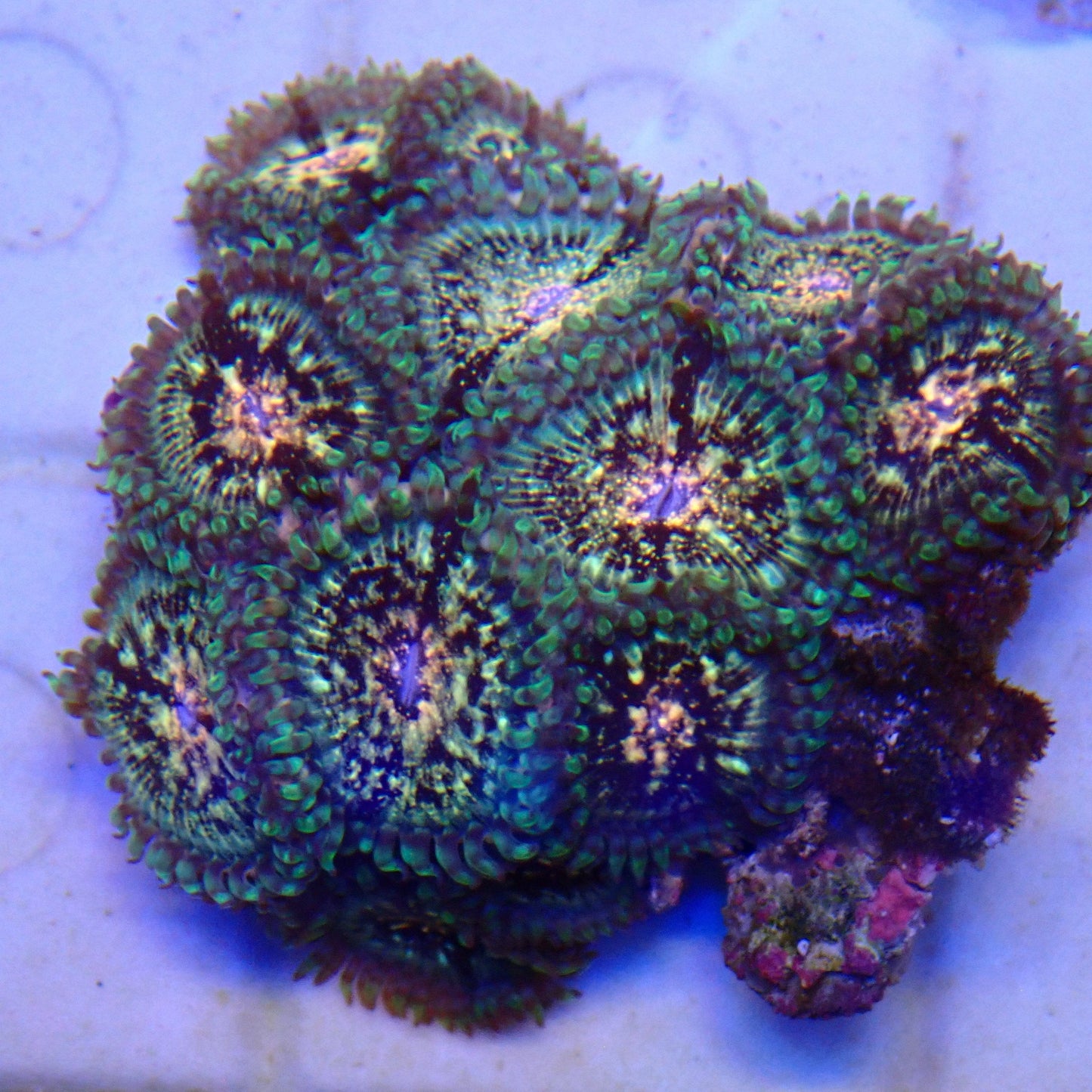Hawaiian Galaxy Zoanthid Frag