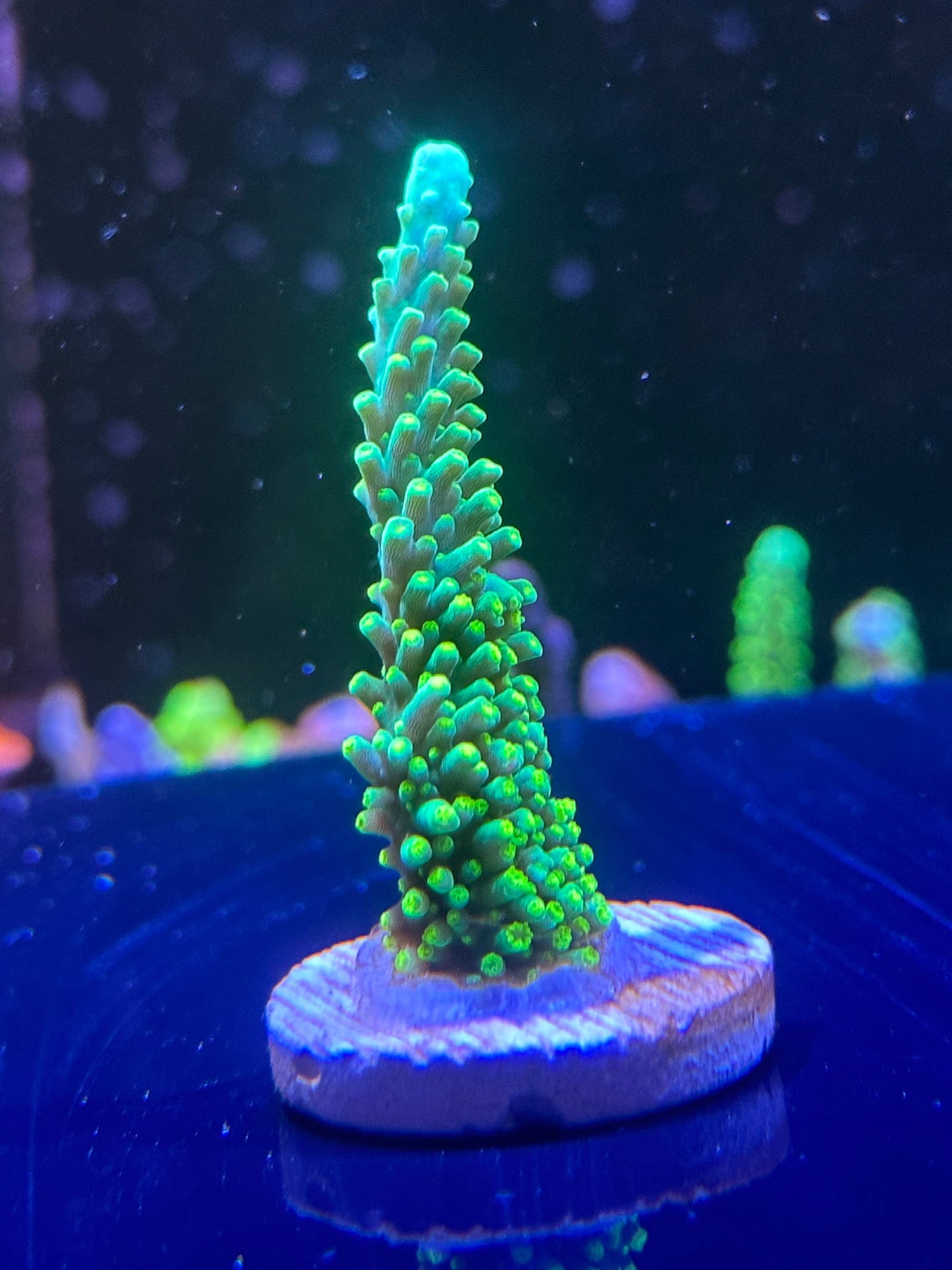 Green Dallas frag