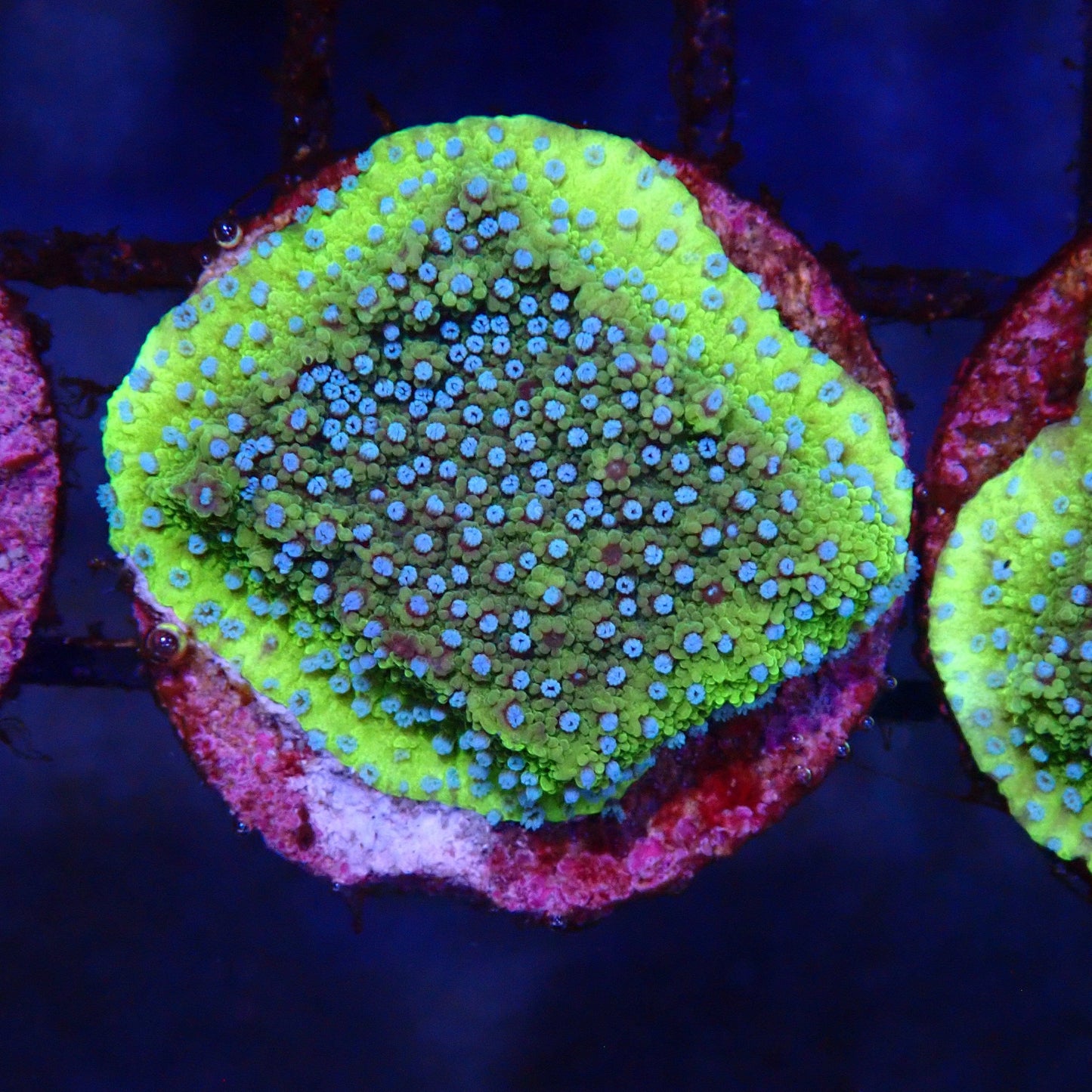 LA Lakers Montipora Frag