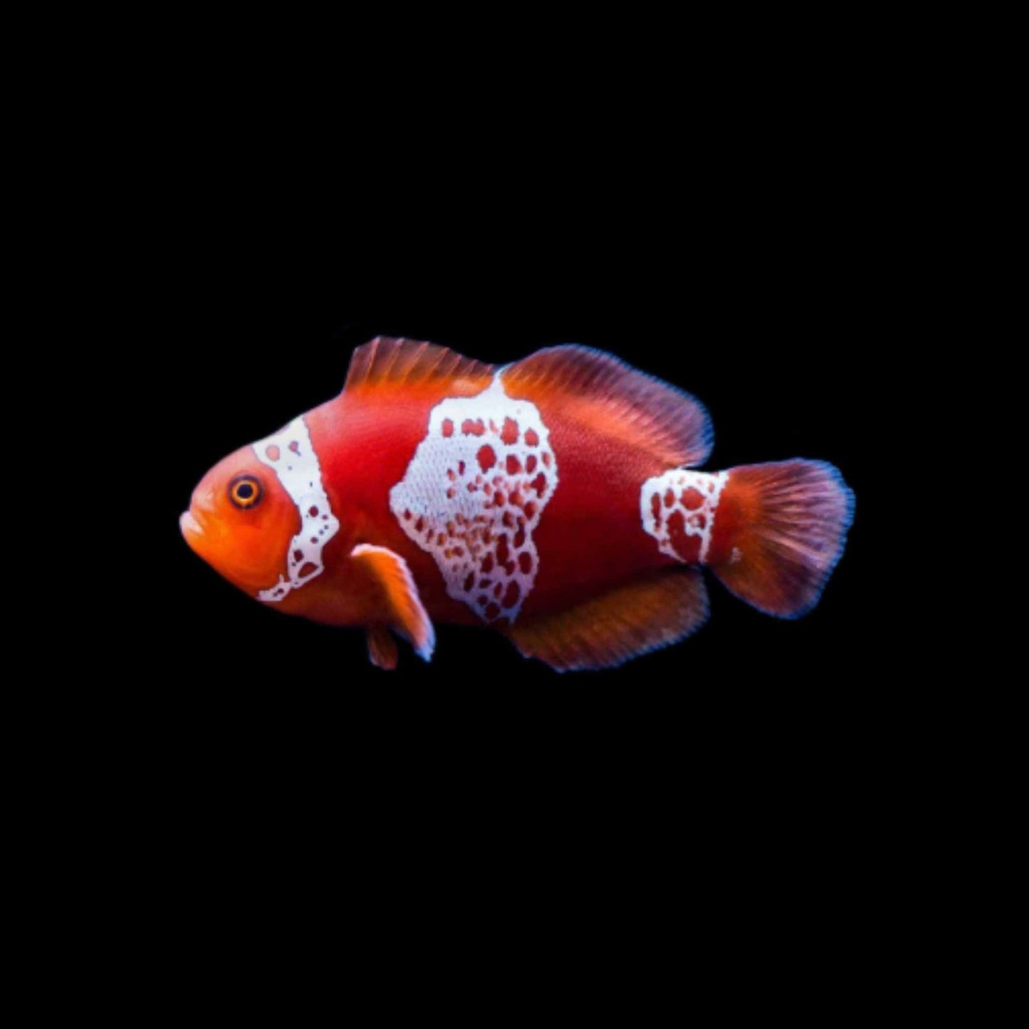 Maroon Lightning Clownfish (Pickup Only)