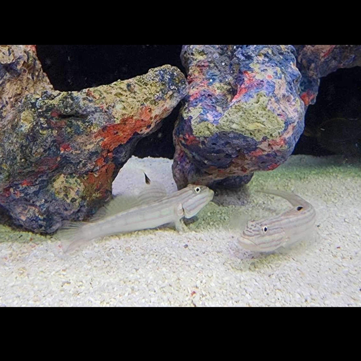 Ocellate Glidergoby
