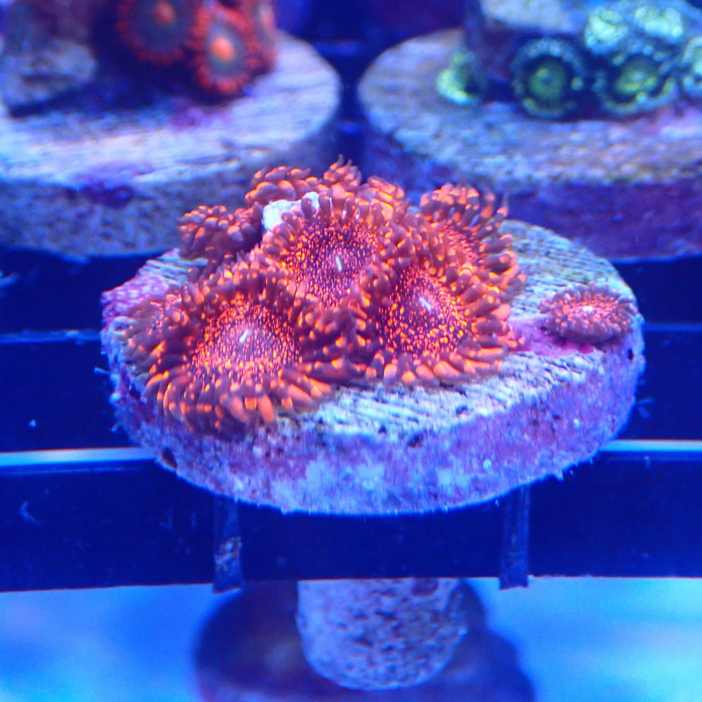 Darth Maul Zoanthid Frag