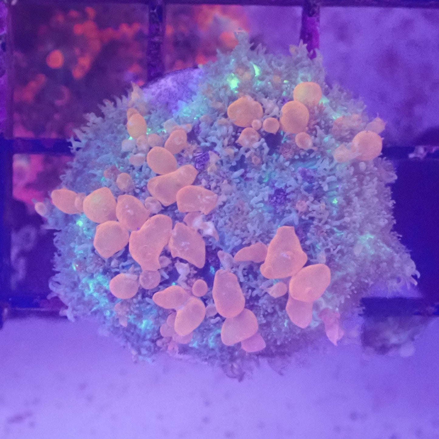 Sunkist Bounce Mushroom