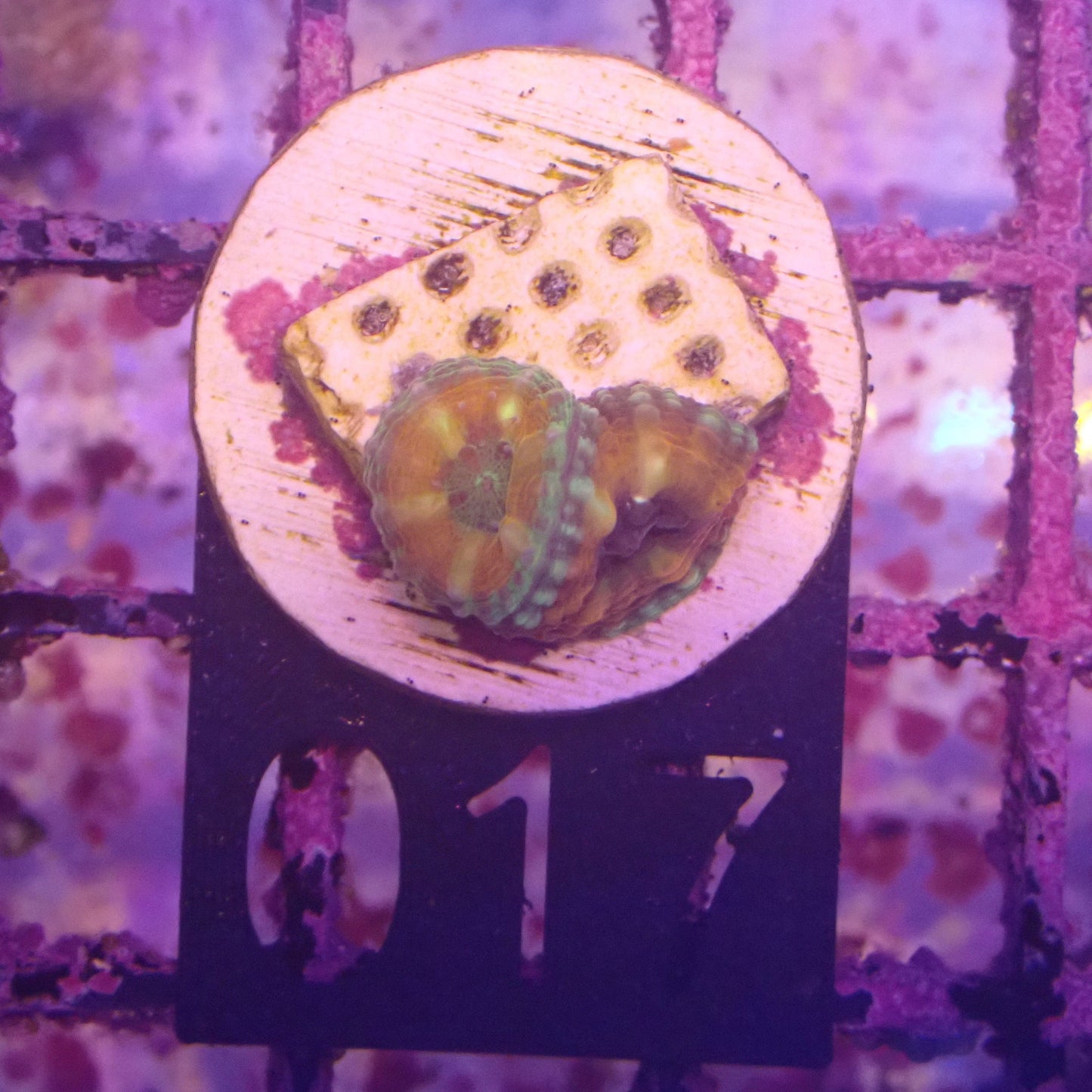 WYSIWYG 017