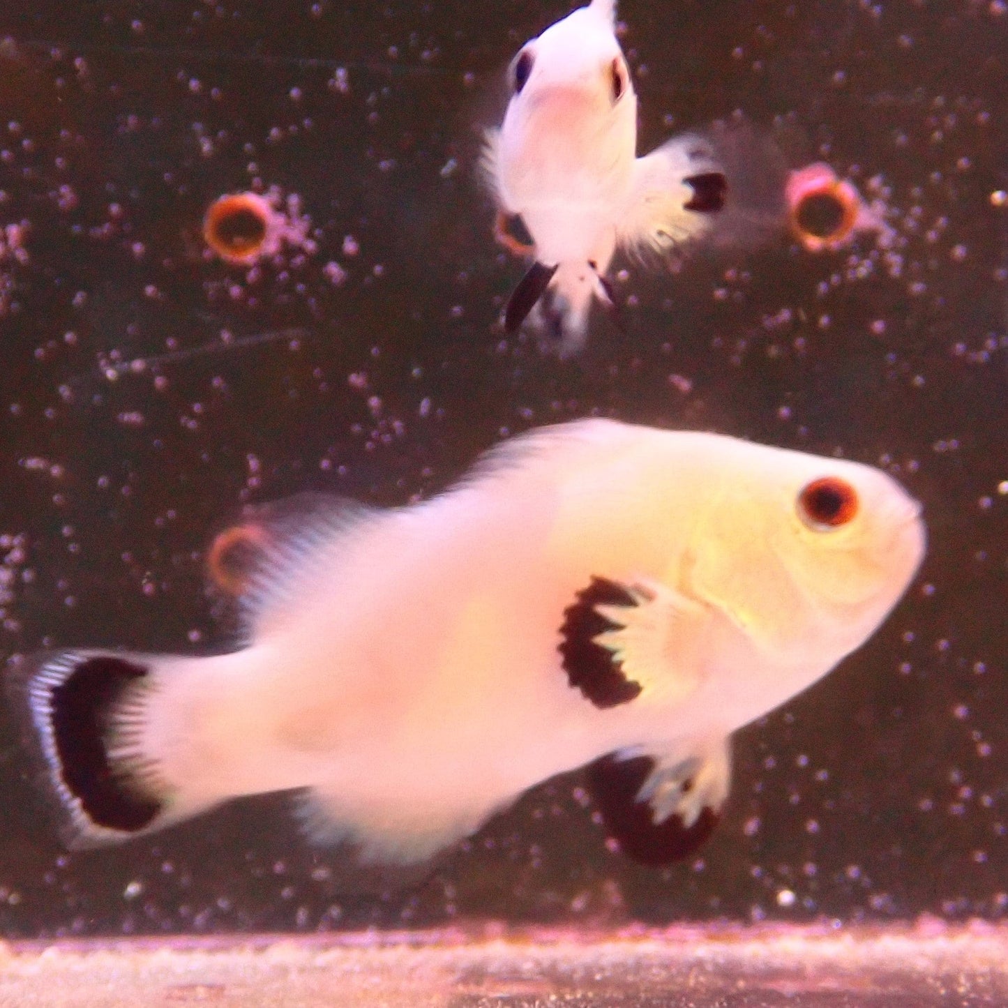 Snow Storm Clownfish