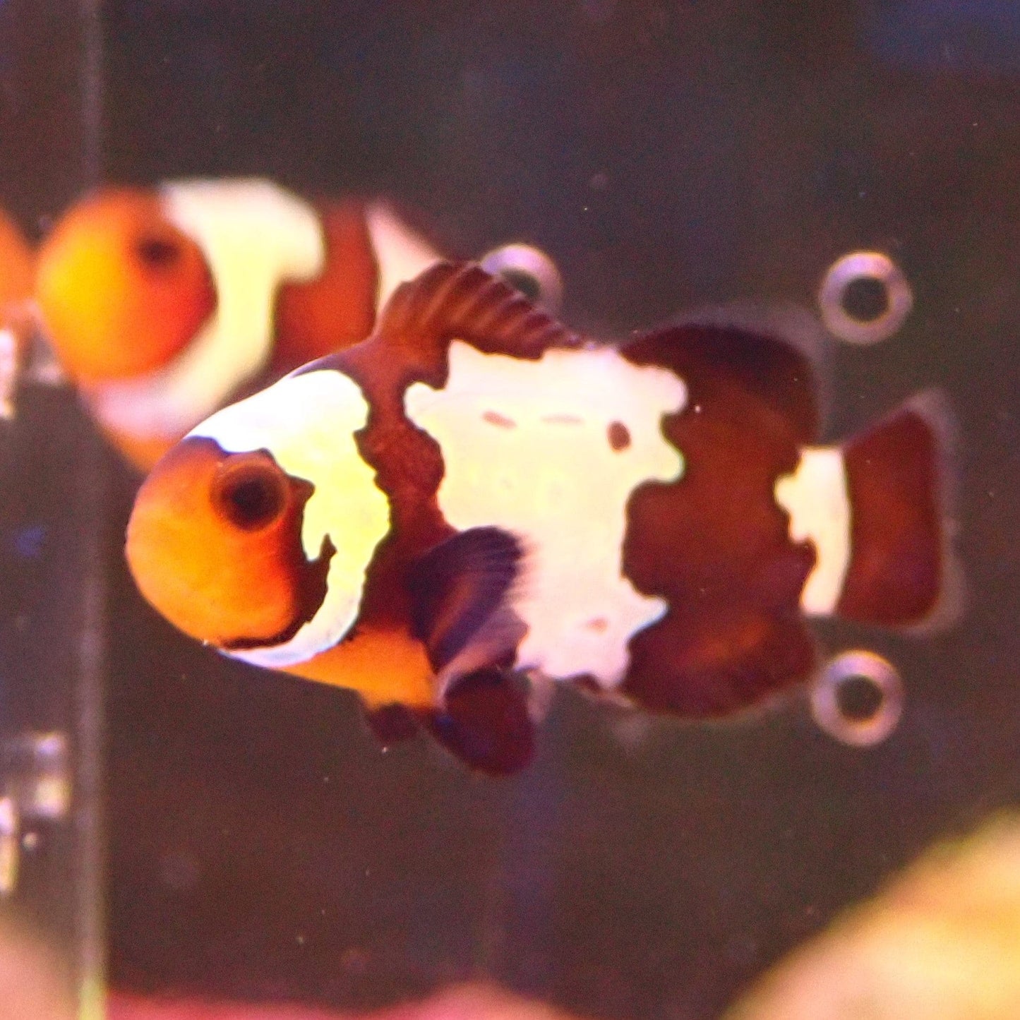 Black Snowflake Clownfish
