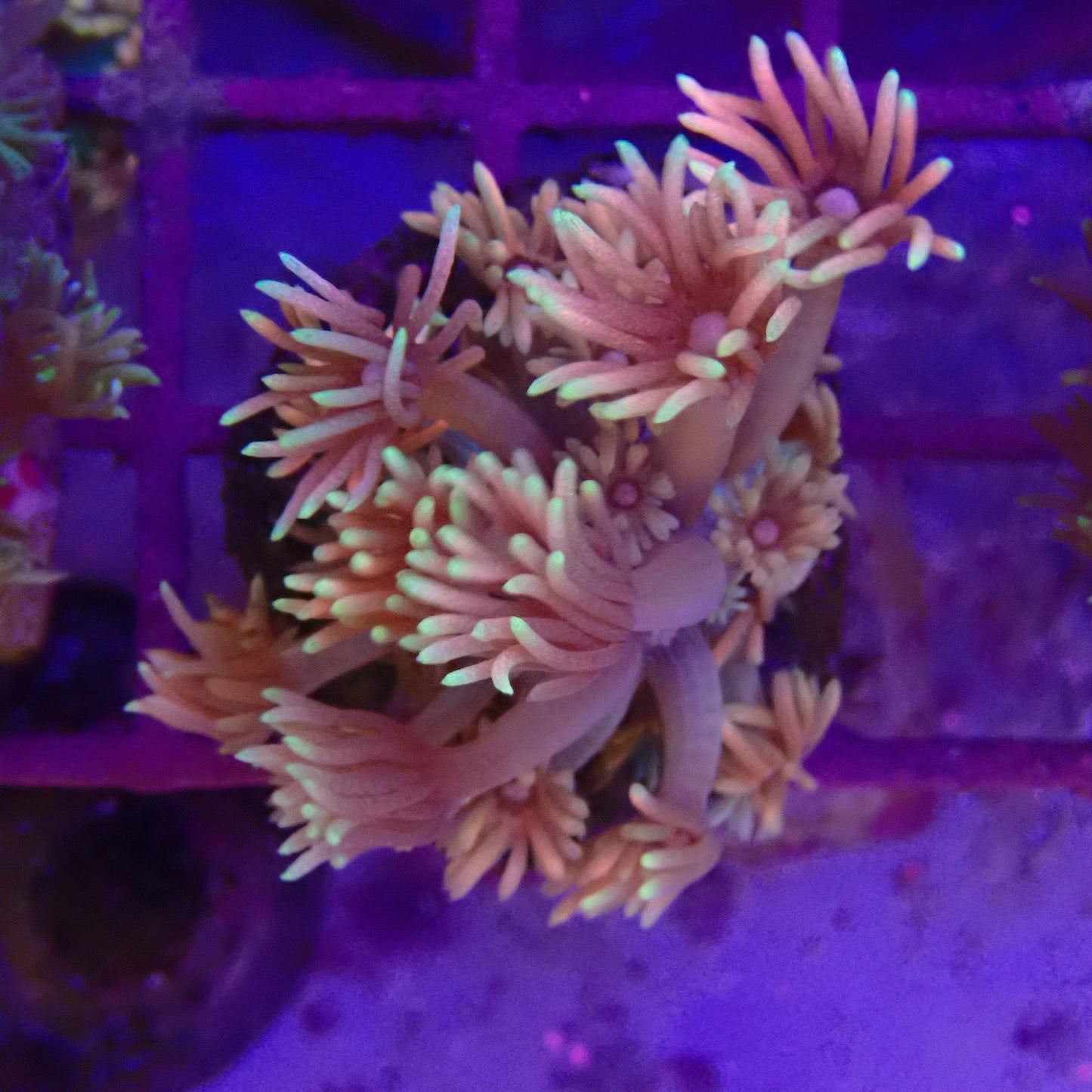 WYSIWYG Goni Frag