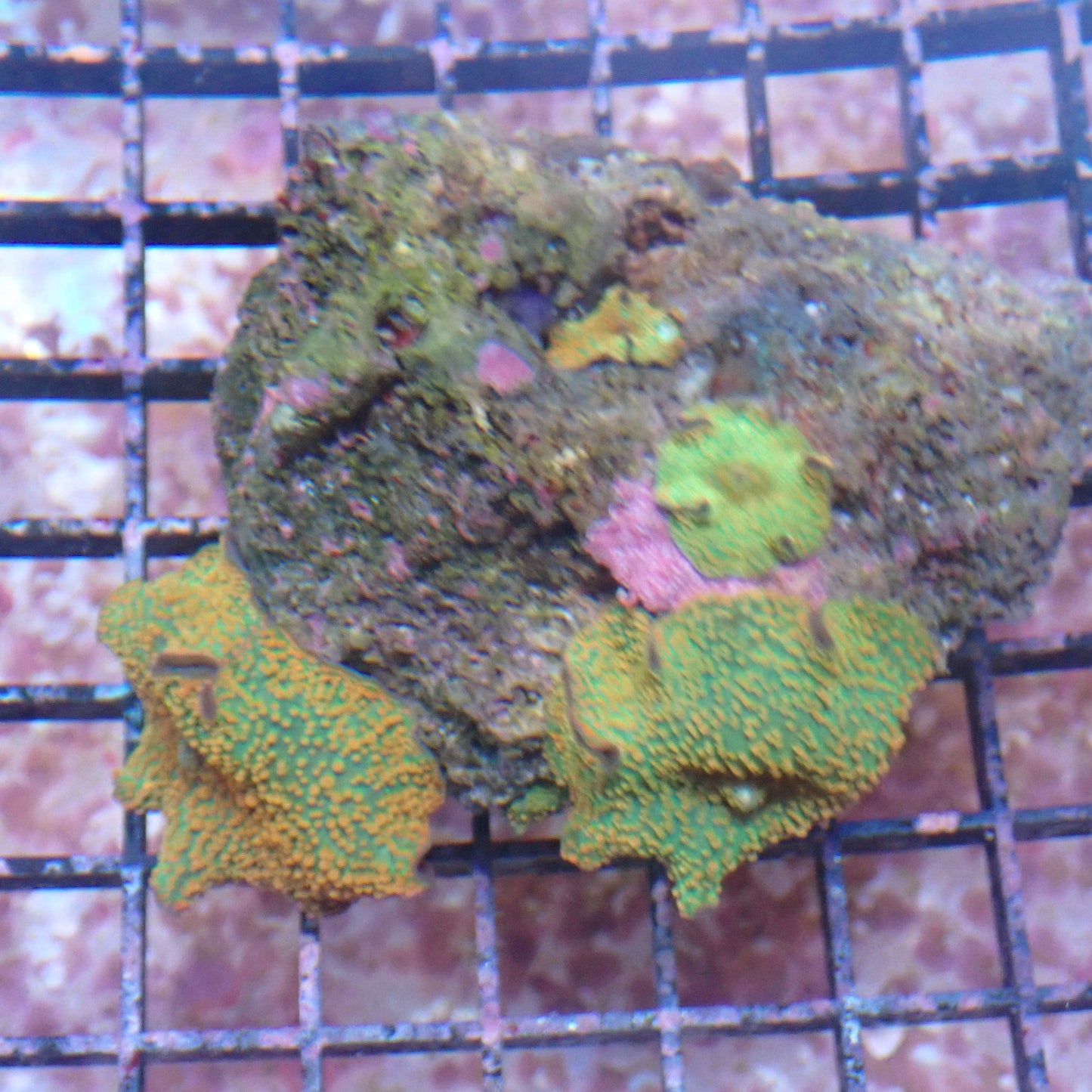 WYSIWYG Mushroom rock 4