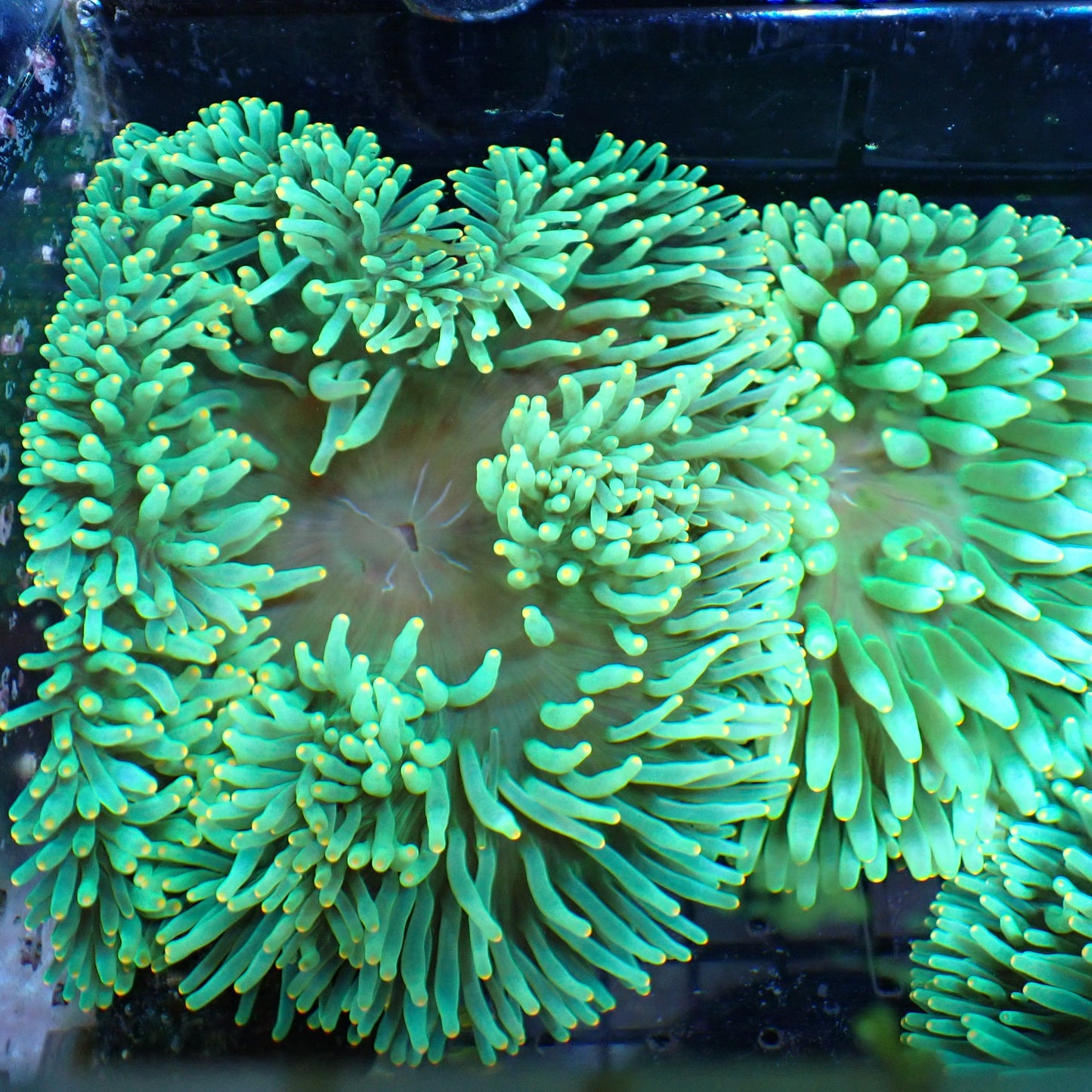 Orange Tip Bubble Tip Anemone