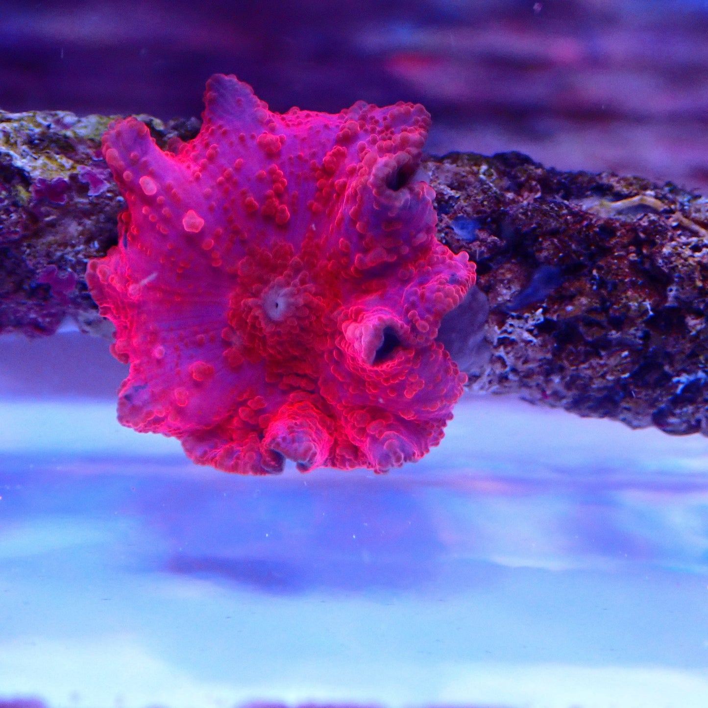 WYSIWYG Red Morph