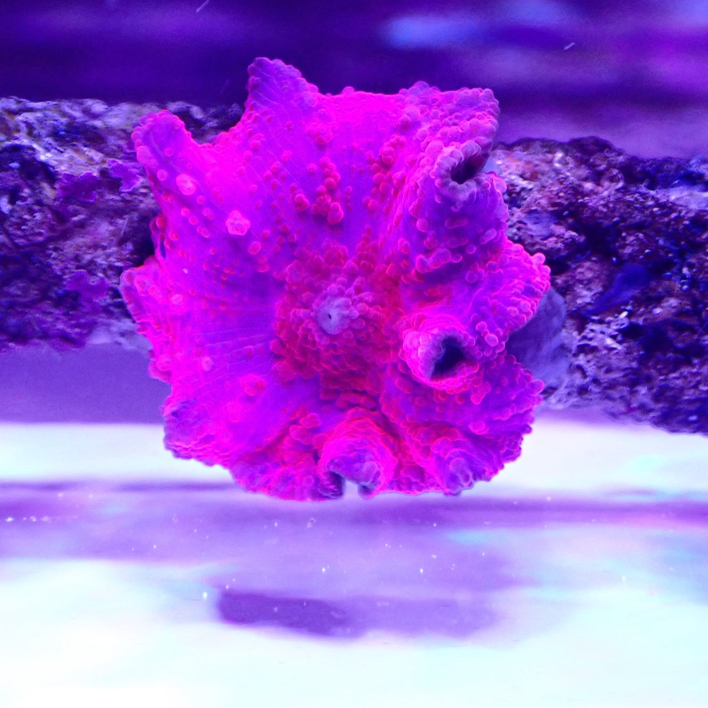 WYSIWYG Red Morph