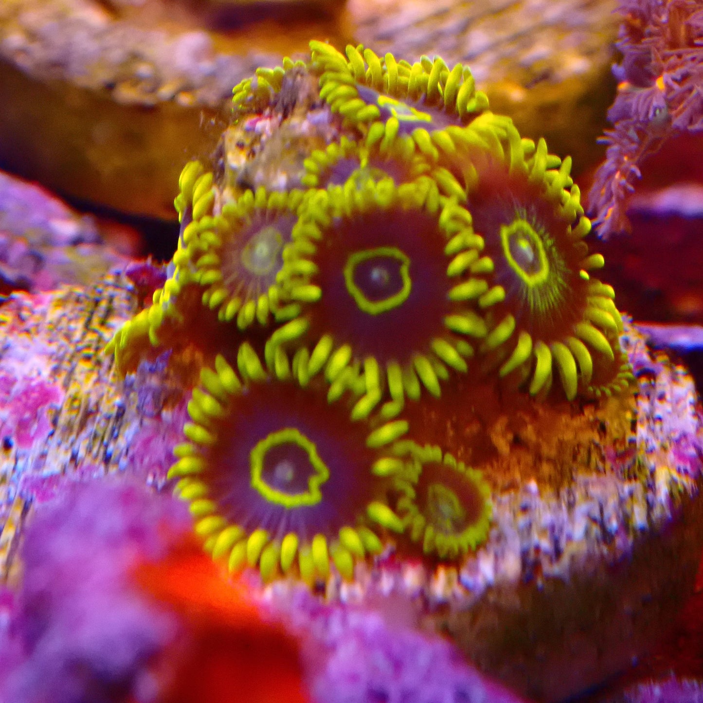 Aussie Macaw Zoanthid Frag