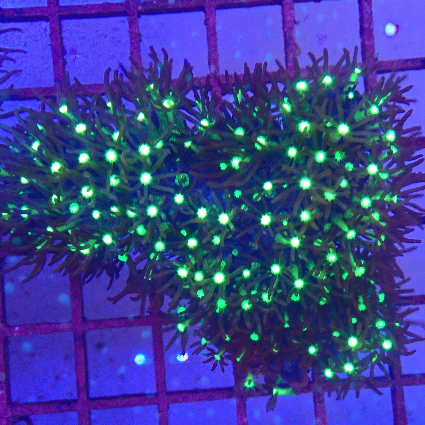 Starburst polyps small colony