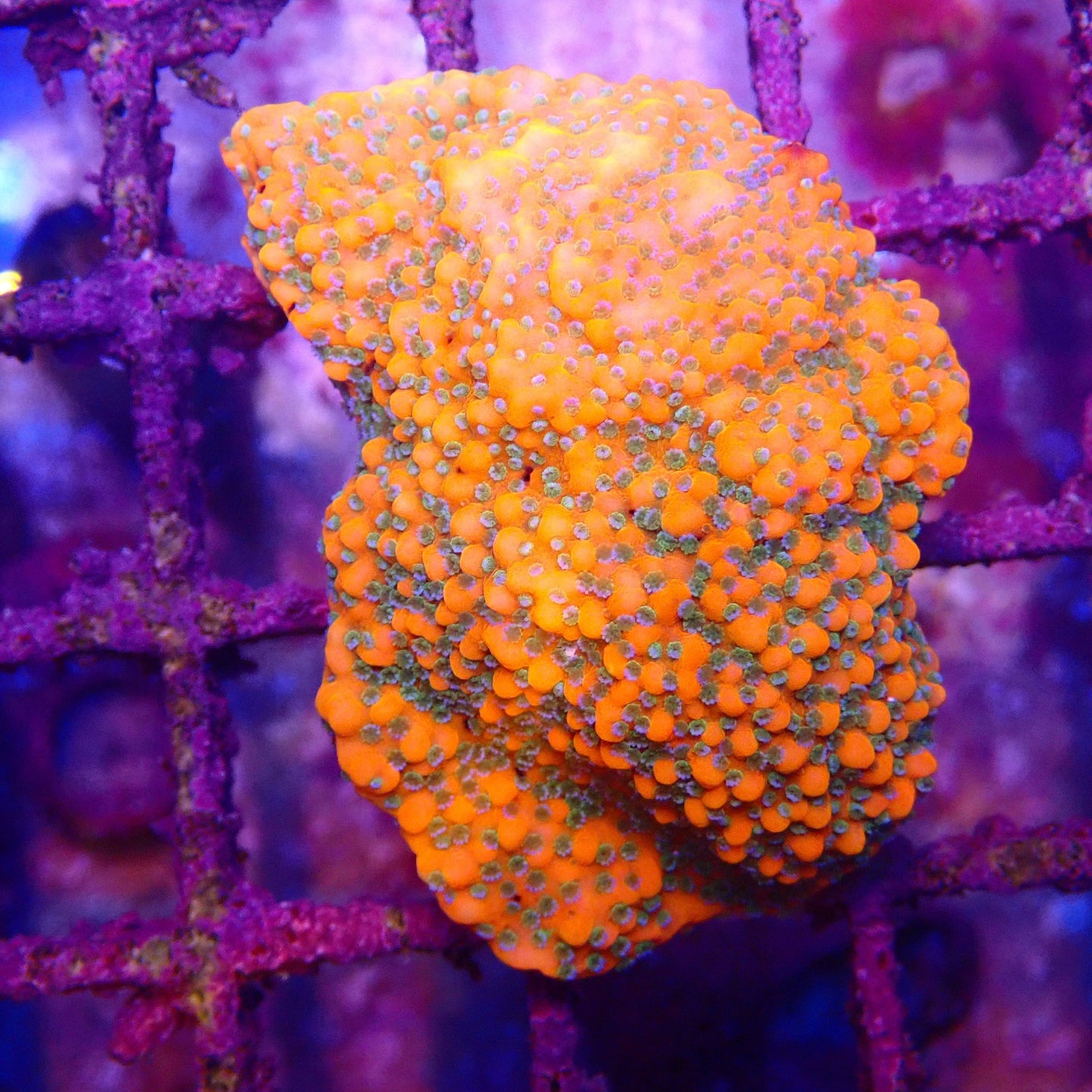 Montipora Frag