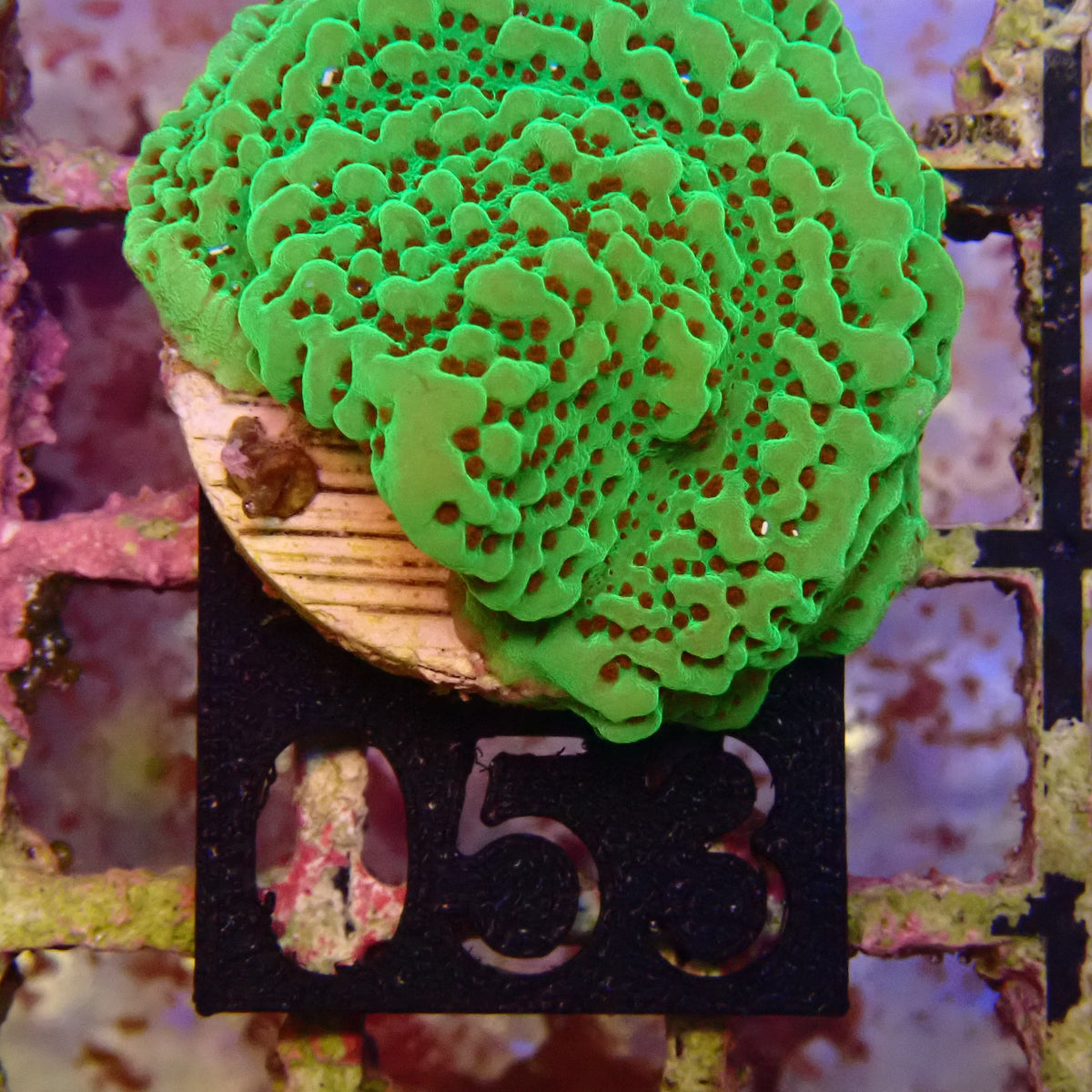WYSIWYG 053