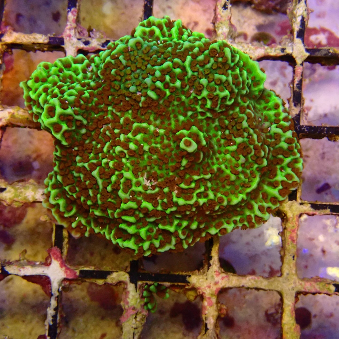 WYSIWYG - Montipora Frag