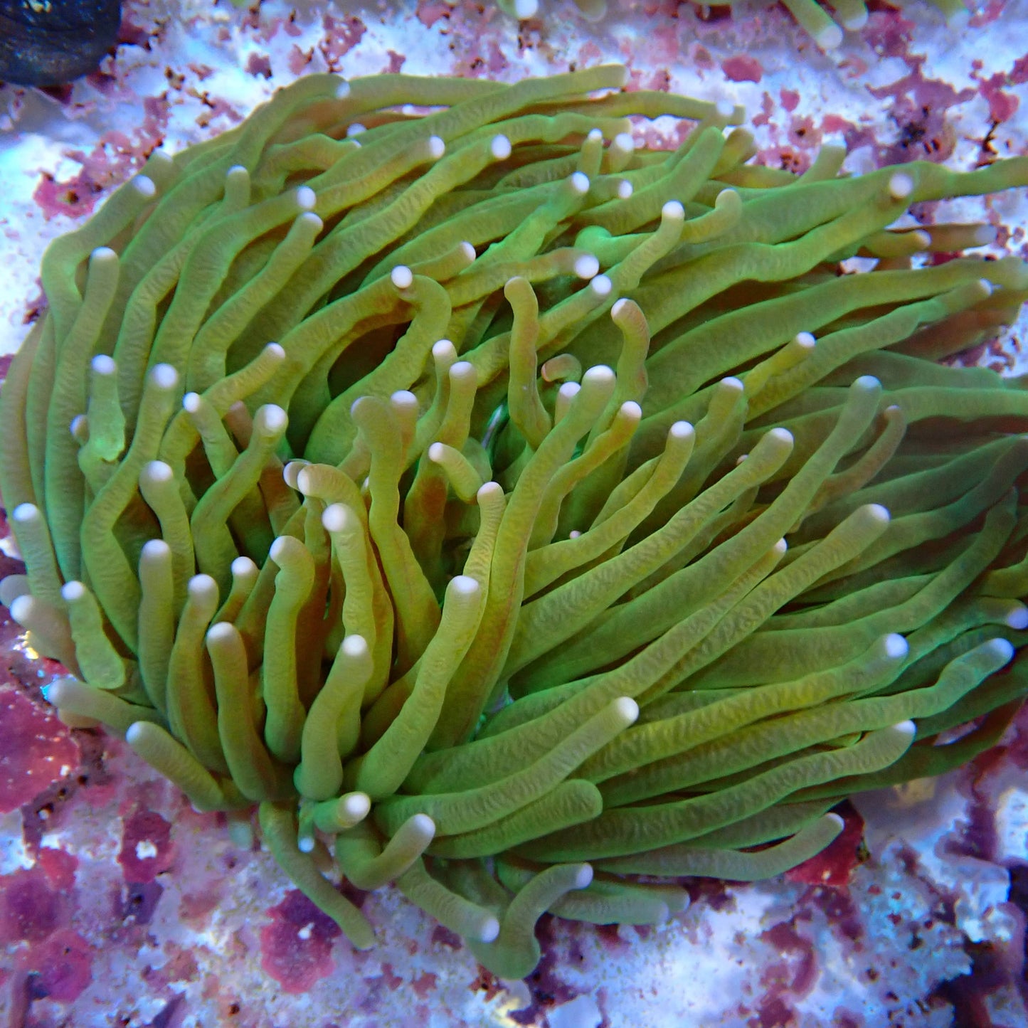 WYSIWYG Fungia 1