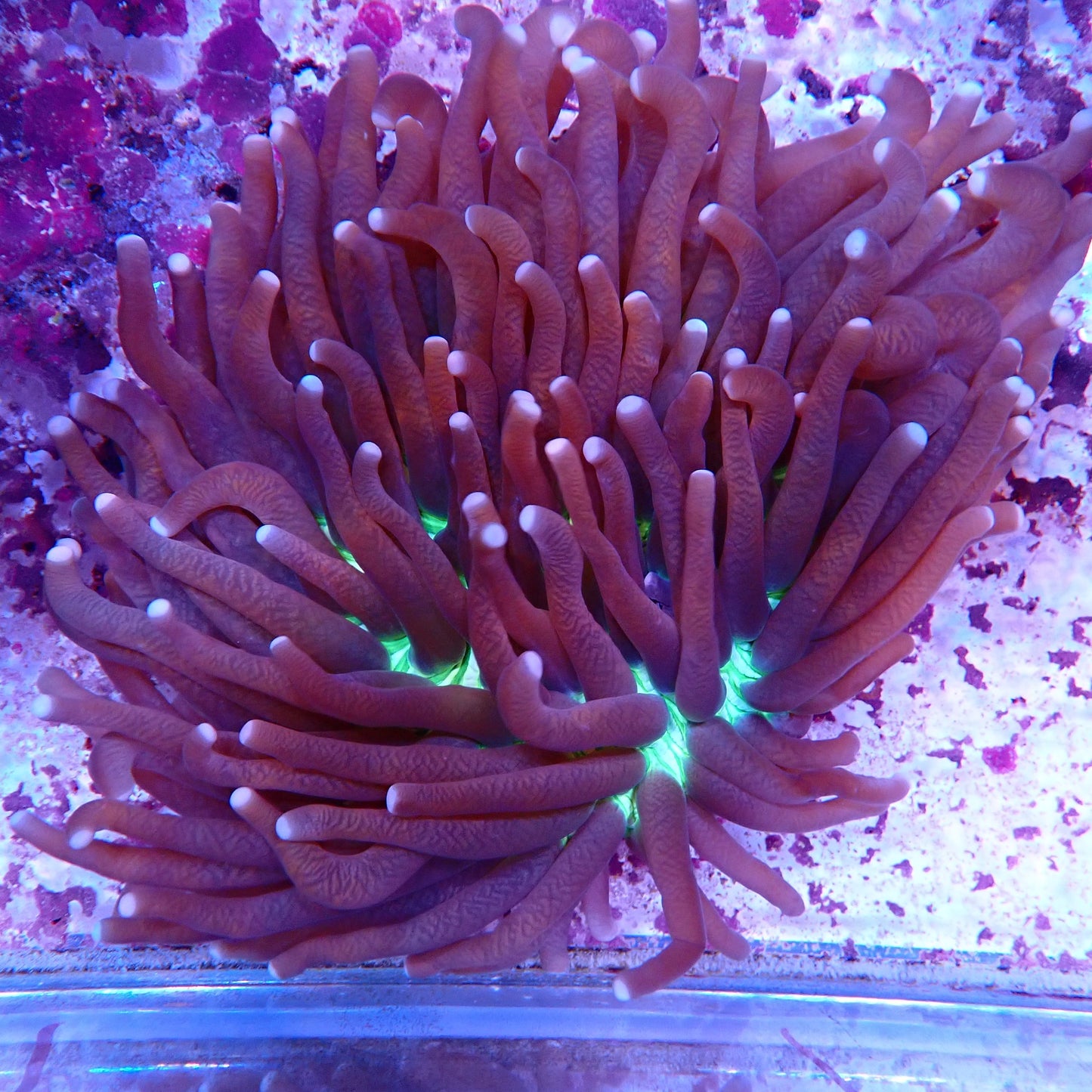 WYSIWYG Fungia 5