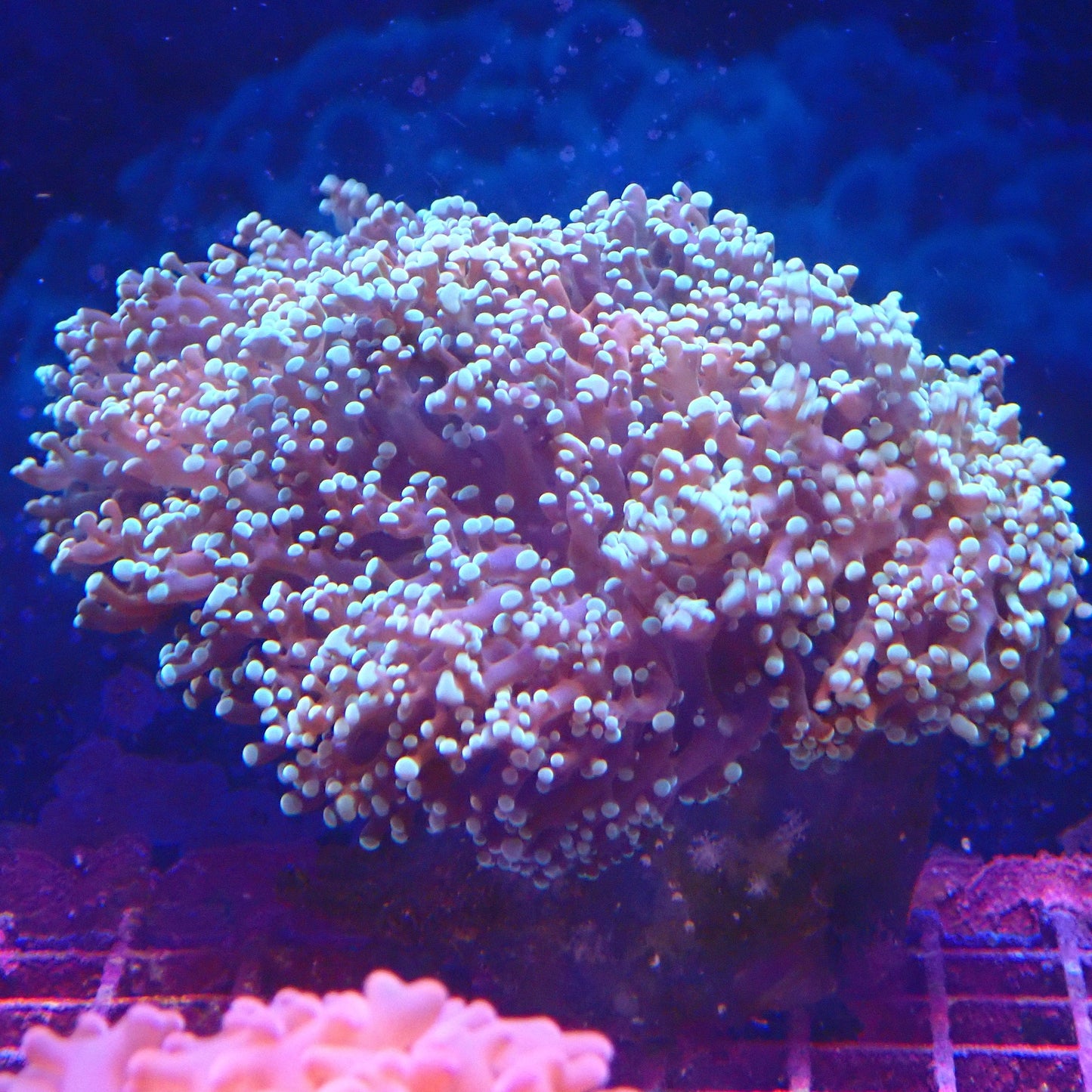 WYSIWYG Frogspawn 4
