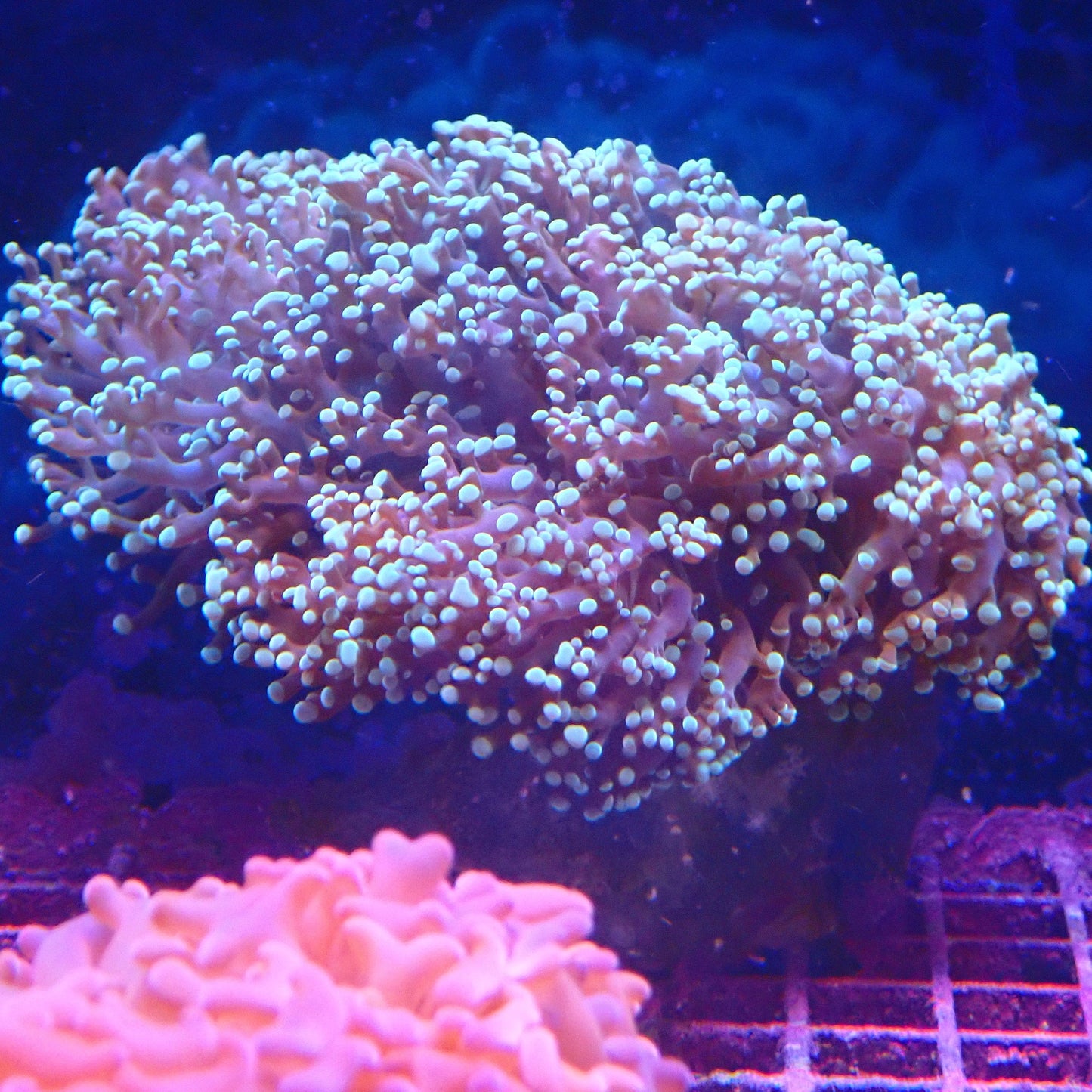WYSIWYG Frogspawn 4