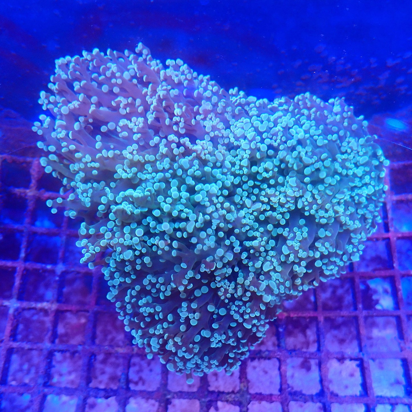 WYSIWYG Frogspawn 4