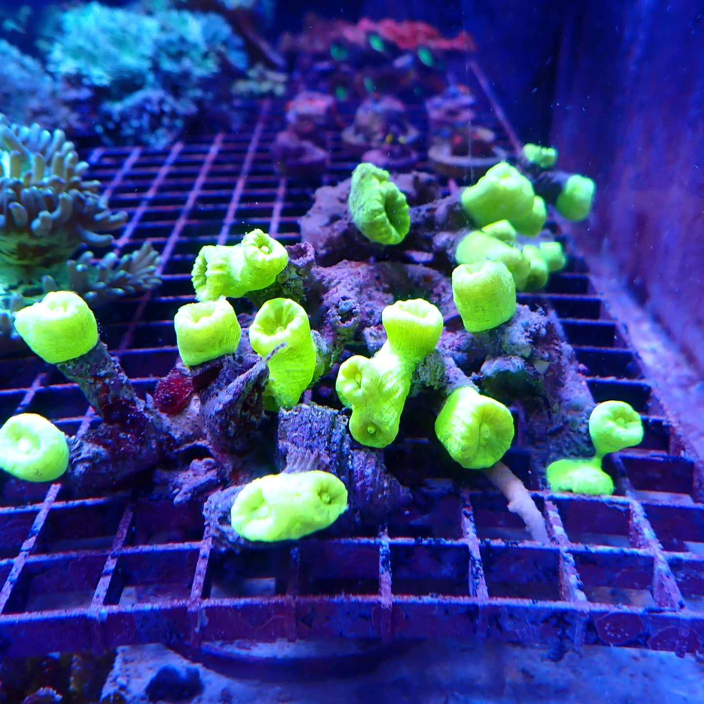 Toxic Green Candy Cane Colony