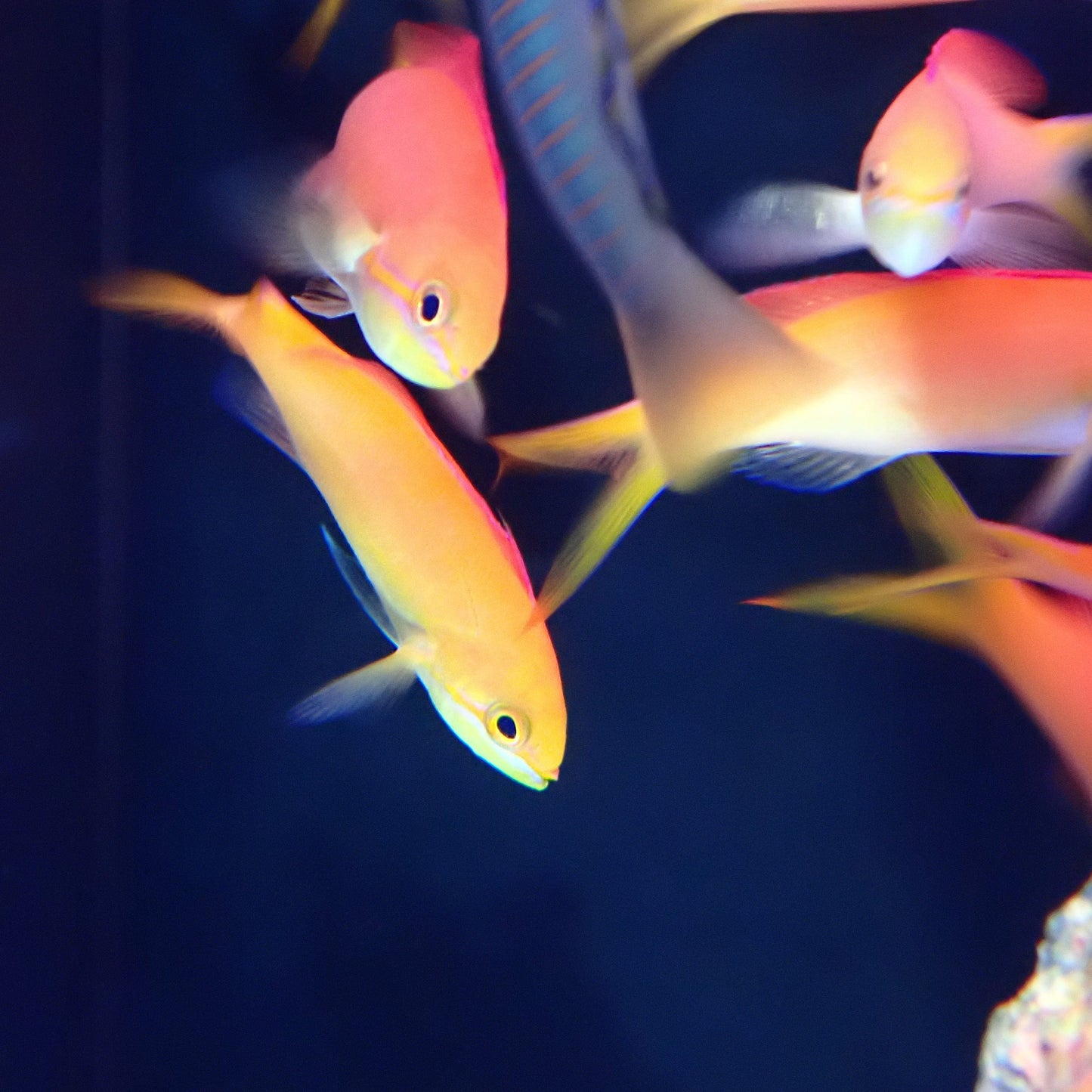 Twotone Anthias