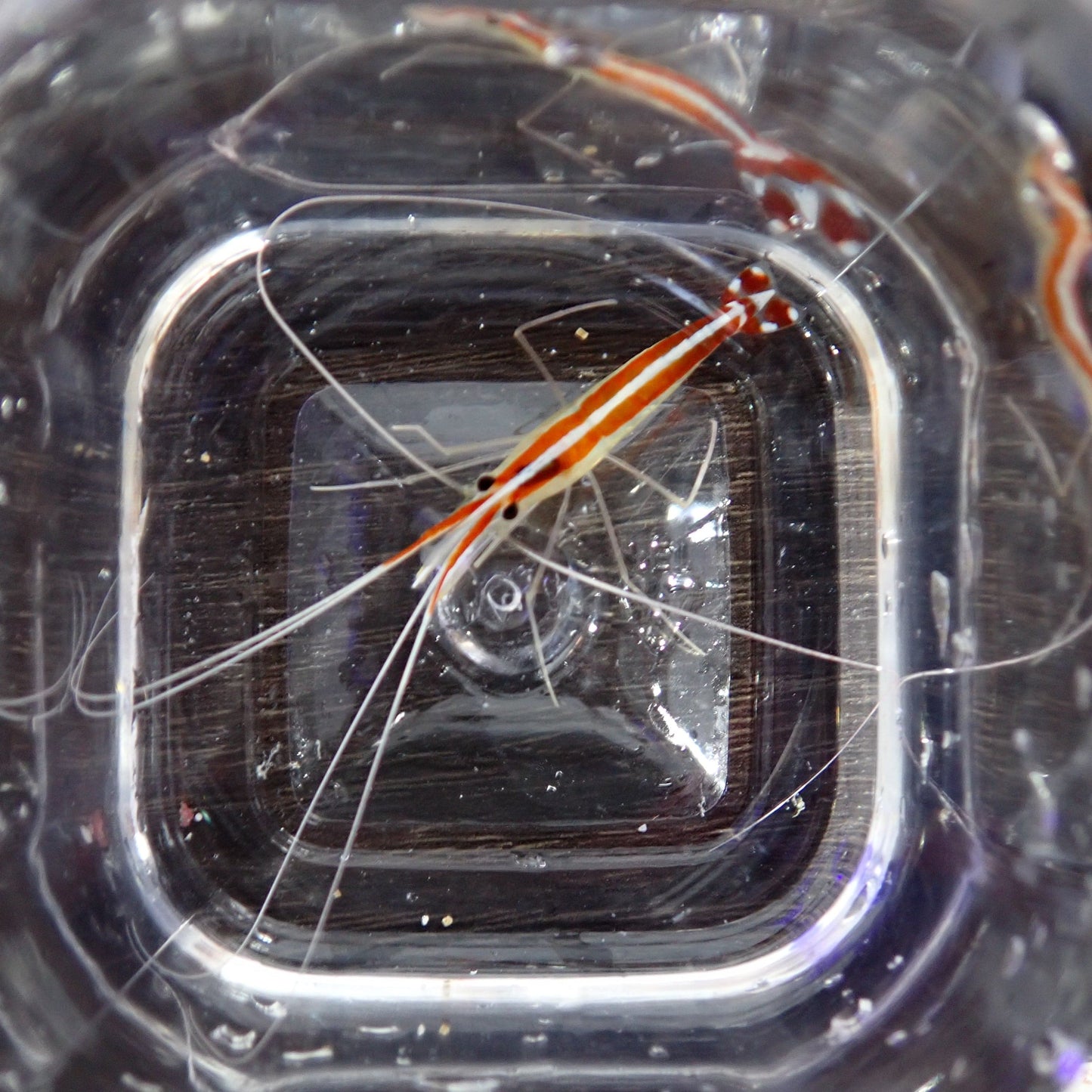 Red Line Cleaner Shrimp