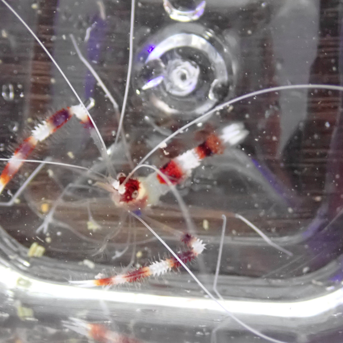 Coral Banded Shrimp