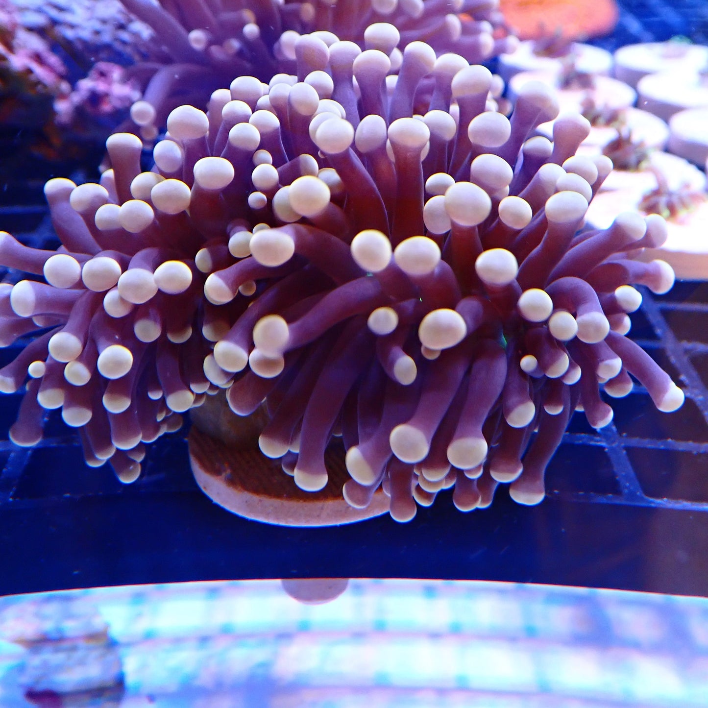 Green Mouth Pink Tip Torch