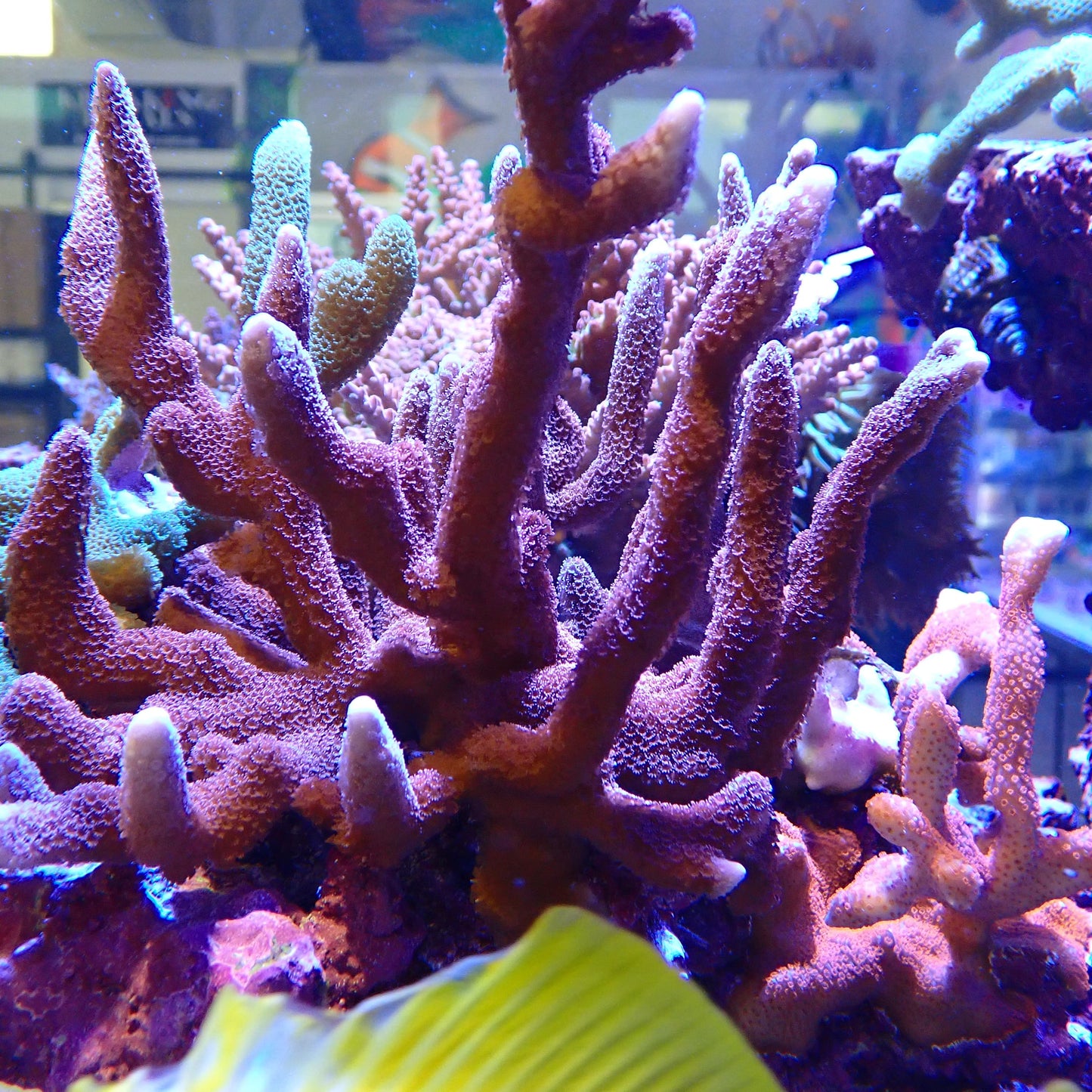 Pink Montipora Digitata Frag