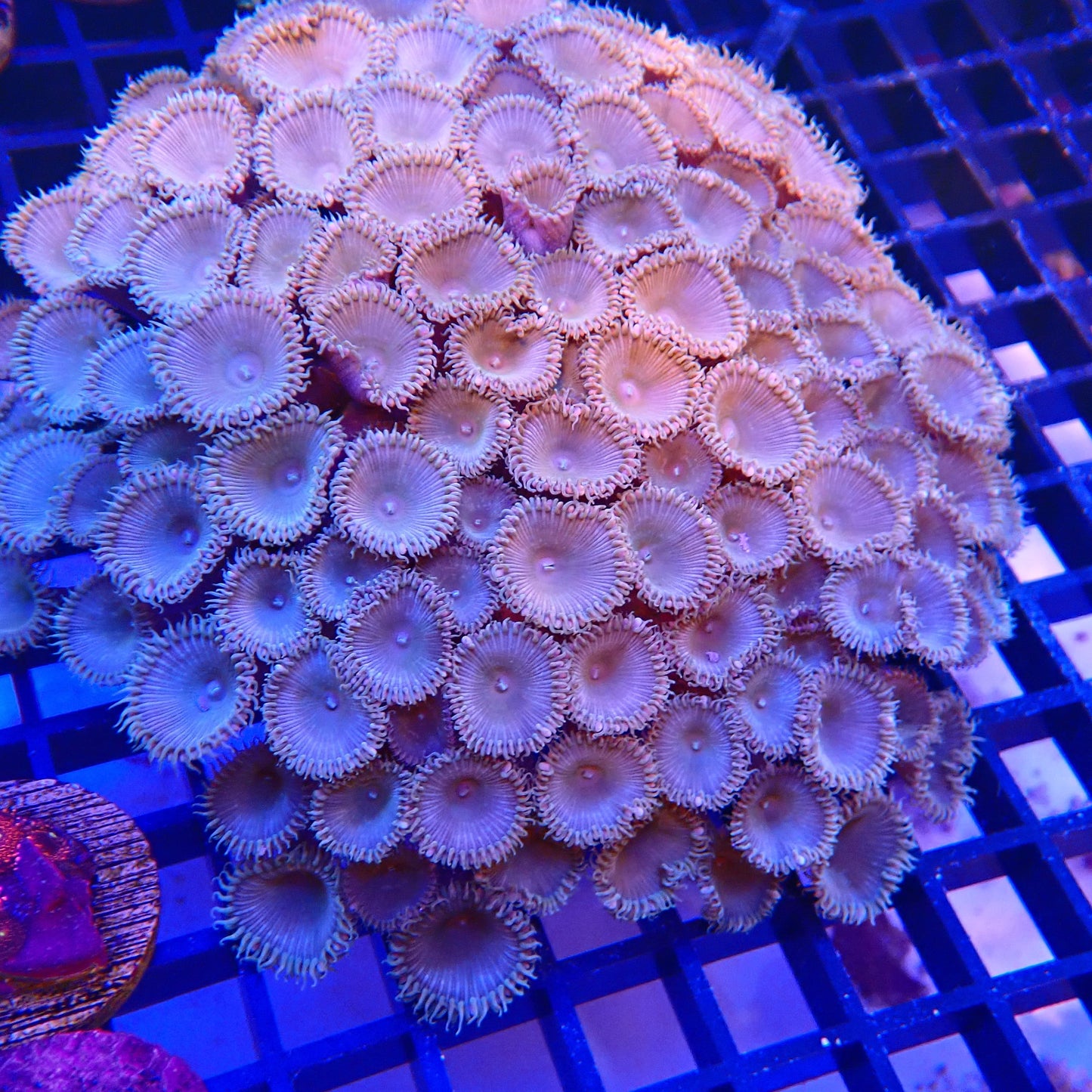 WYSIWYG - Zoa Colony