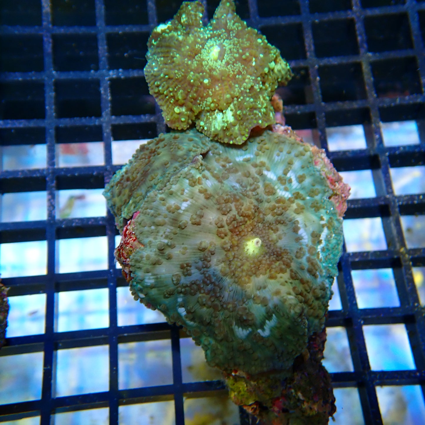 WYSIWYG Mushroom rock 2
